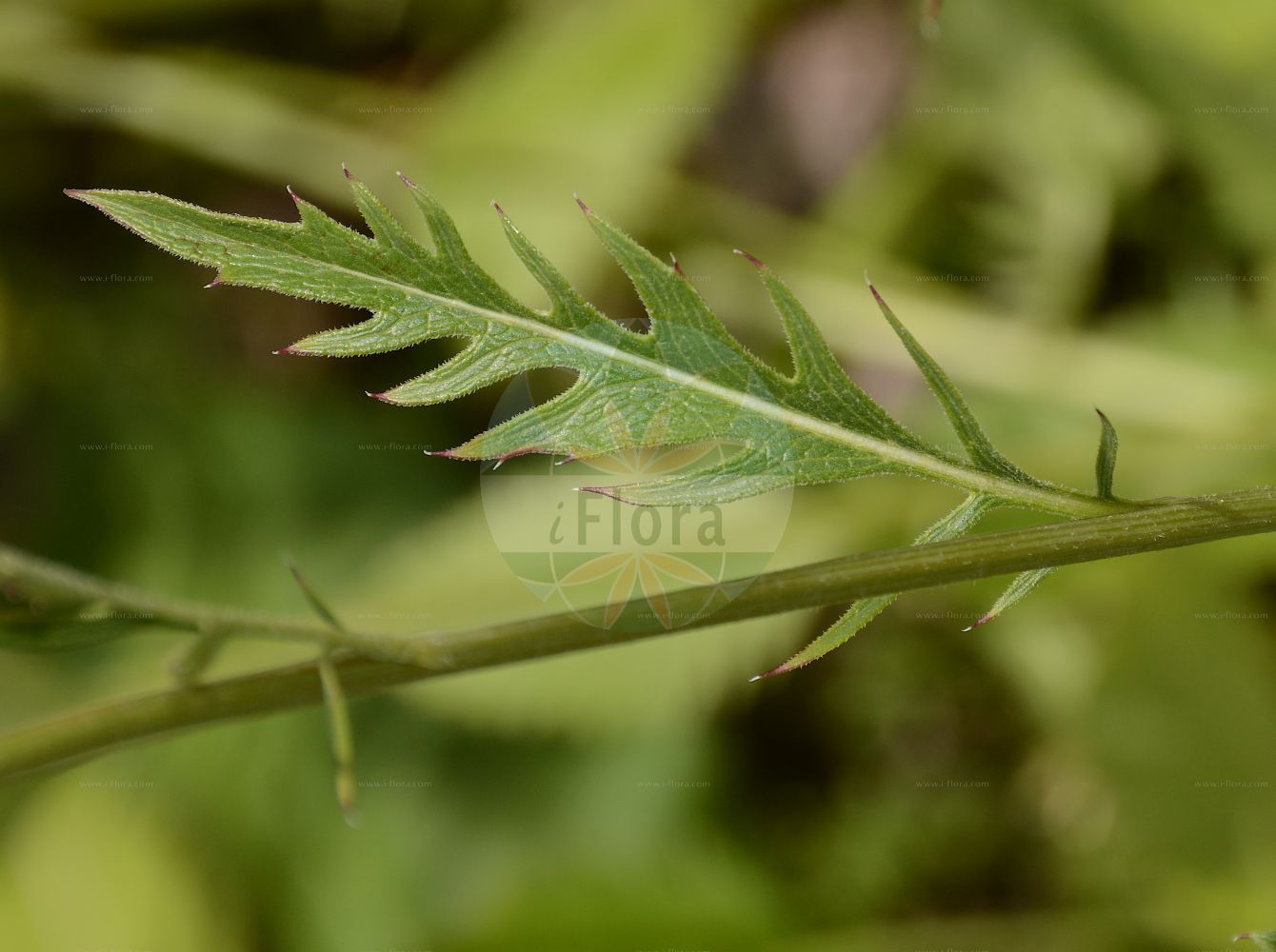 Foto von Klasea lycopifolia. Das Foto wurde in Jardin des Plantes, Paris, Frankreich aufgenommen. ---- Photo of Klasea lycopifolia. The picture was taken in Jardin des Plantes, Paris, France.(Klasea lycopifolia,Carduus lycopifolius,Klasea lycopifolia,Serratula lycopifolia,Klasea,Asteraceae,Korbblütengewächse,Daisy family)