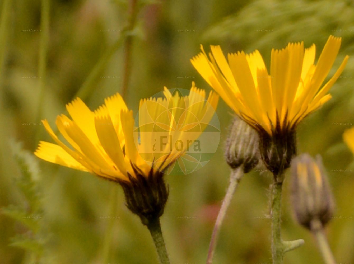 Foto von Hieracium juranum. Das Foto wurde in Berlin, Deutschland aufgenommen. ---- Photo of Hieracium juranum. The picture was taken in Berlin, Germany.(Hieracium juranum,Hieracium decipiens,Hieracium juranum,Hieracium mougeotii,Hieracium perusianum,Hieracium remotum,Hieracium vogesiacum,Hieracium,Habichtskraut,Hawkweeds,Asteraceae,Korbblütengewächse,Daisy family)