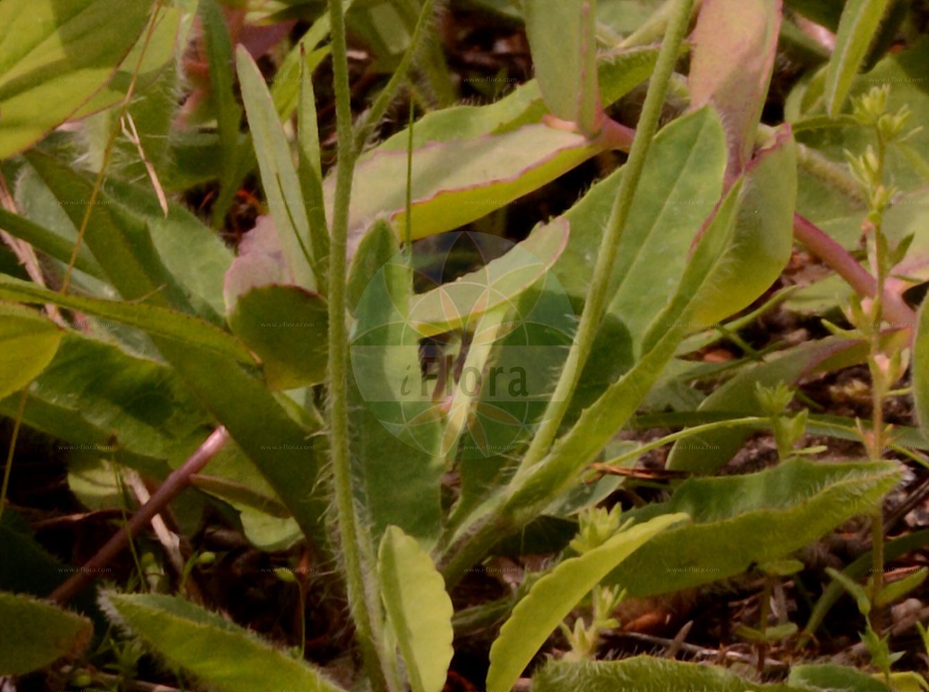 Foto von Hieracium juranum. Das Foto wurde in Berlin, Deutschland aufgenommen. ---- Photo of Hieracium juranum. The picture was taken in Berlin, Germany.(Hieracium juranum,Hieracium decipiens,Hieracium juranum,Hieracium mougeotii,Hieracium perusianum,Hieracium remotum,Hieracium vogesiacum,Hieracium,Habichtskraut,Hawkweeds,Asteraceae,Korbblütengewächse,Daisy family)