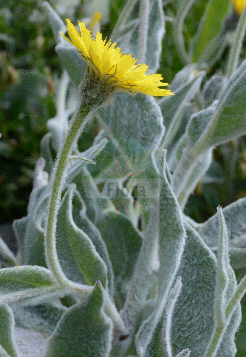 Foto von Hieracium tomentosum. Das Foto wurde in La Rambertina, Waadt, Schweiz aufgenommen. ---- Photo of Hieracium tomentosum. The picture was taken in La Rambertina, Vaud, Switzerland.(Hieracium tomentosum,Hieracium coniflorum,Hieracium lanatum,Hieracium tomentosum,Hieracium,Habichtskraut,Hawkweeds,Asteraceae,Korbblütengewächse,Daisy family)