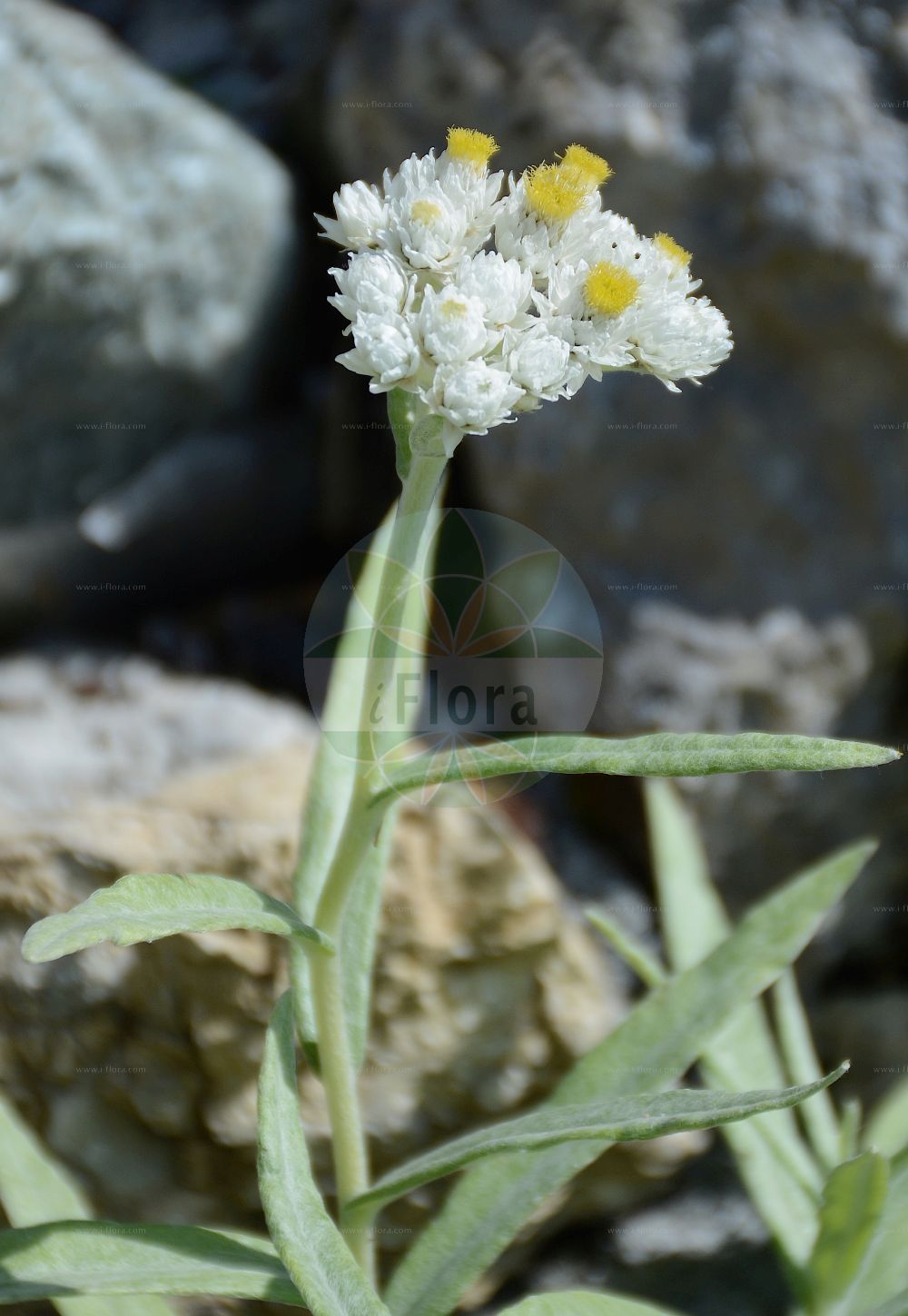 Foto von Anaphalis margaritacea (Pearly Everlasting). Das Foto wurde in La Rambertina, Waadt, Schweiz aufgenommen. ---- Photo of Anaphalis margaritacea (Pearly Everlasting). The picture was taken in La Rambertina, Vaud, Switzerland.(Anaphalis margaritacea,Pearly Everlasting,Anaphalis margaritacea,Antennaria margaritacea,Gnaphalium margaritaceum,Anaphalis,Asteraceae,Korbblütengewächse,Daisy family)