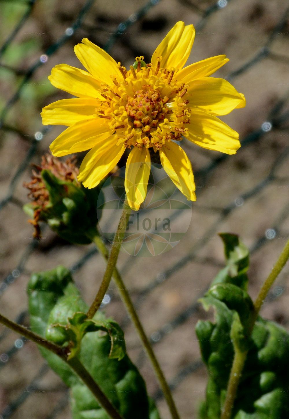 Foto von Guizotia abyssinica (Niger). Das Foto wurde in Bremen, Deutschland aufgenommen. ---- Photo of Guizotia abyssinica (Niger). The picture was taken in Bremen, Germany.(Guizotia abyssinica,Niger,Guizotia abyssinica,Guizotia oleifera,Polymnia abyssinica,Ramtilla oleifera,Verbesina sativa,Guizotia,Asteraceae,Korbblütengewächse,Daisy family)