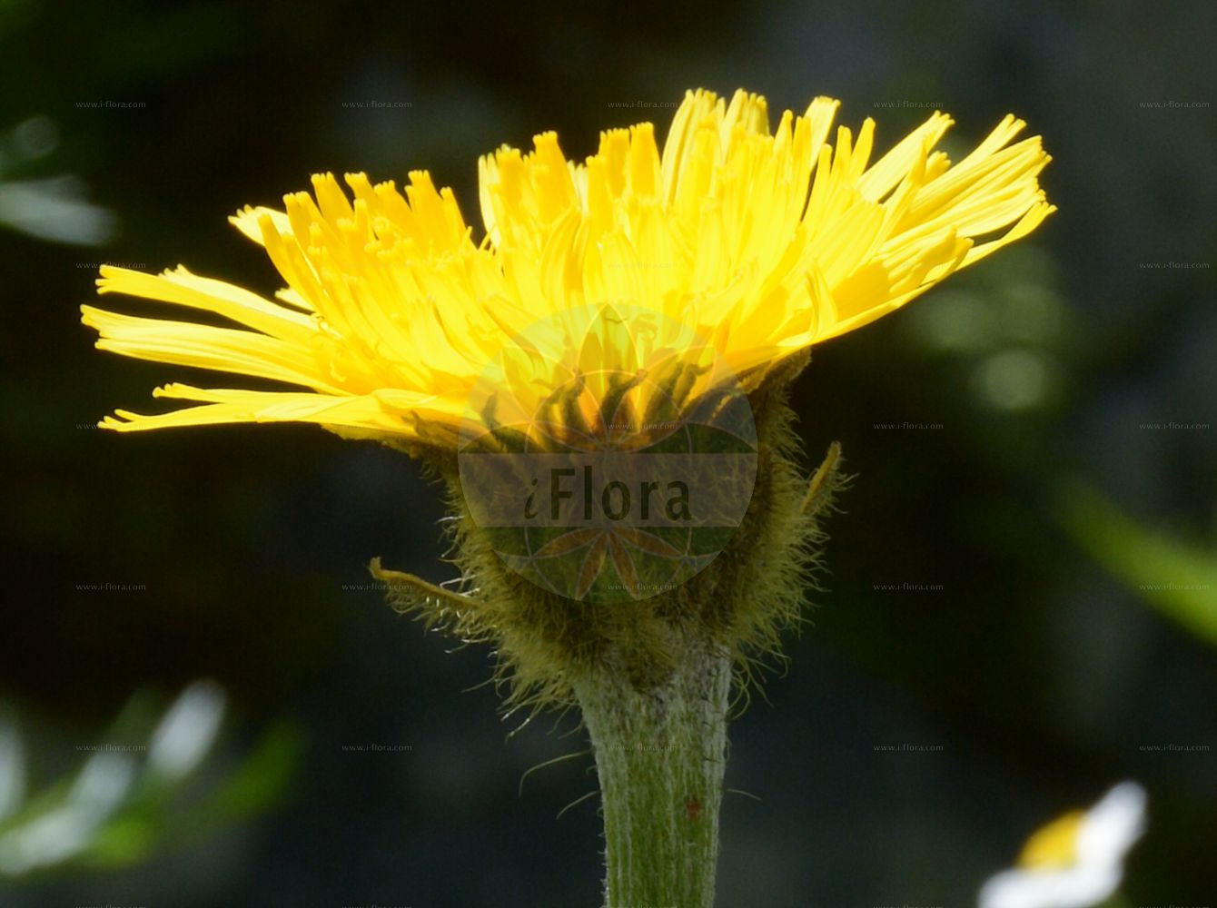 Foto von Crepis pontana (Berg-Pippau - Mountain Hawk's-beard). Das Foto wurde in Schachen, Garmisch-Partenkirchen, Bayern, Deutschland, Alpen aufgenommen. ---- Photo of Crepis pontana (Berg-Pippau - Mountain Hawk's-beard). The picture was taken in Schachen, Garmisch-Partenkirchen, Bavaria, Germany, Alps.(Crepis pontana,Berg-Pippau,Mountain Hawk's-beard,Crepis bocconei,Crepis pontana,Hypochaeris pontana,Berg-Pippau,Mountain Hawk's-beard,Mountain Hawksbeard,Crepis,Pippau,Hawk's-beard,Asteraceae,Korbblütengewächse,Daisy family)