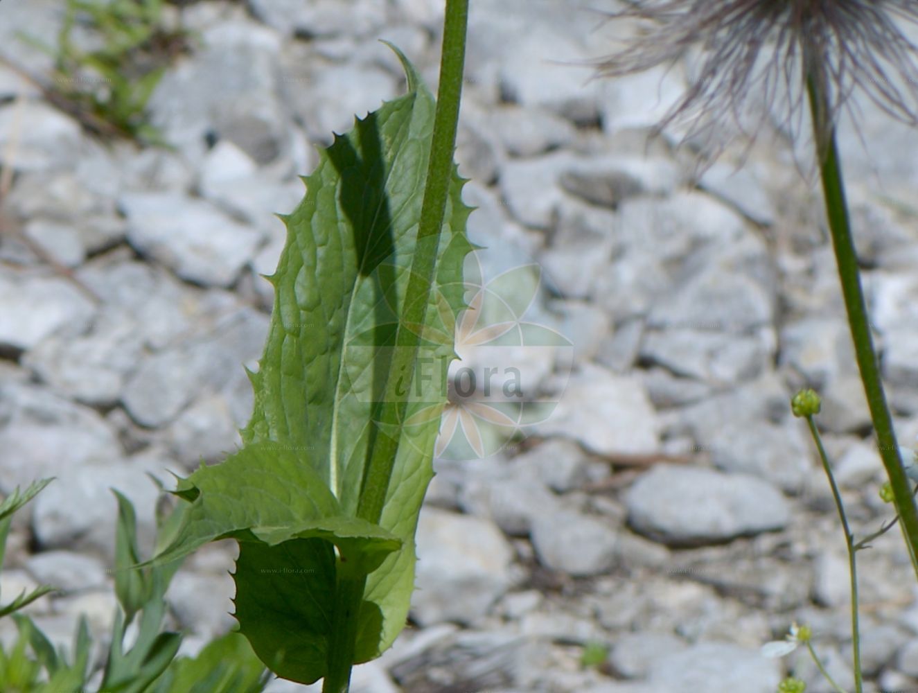 Foto von Crepis pontana (Berg-Pippau - Mountain Hawk's-beard). Das Foto wurde in Schachen, Garmisch-Partenkirchen, Bayern, Deutschland, Alpen aufgenommen. ---- Photo of Crepis pontana (Berg-Pippau - Mountain Hawk's-beard). The picture was taken in Schachen, Garmisch-Partenkirchen, Bavaria, Germany, Alps.(Crepis pontana,Berg-Pippau,Mountain Hawk's-beard,Crepis bocconei,Crepis pontana,Hypochaeris pontana,Berg-Pippau,Mountain Hawk's-beard,Mountain Hawksbeard,Crepis,Pippau,Hawk's-beard,Asteraceae,Korbblütengewächse,Daisy family)