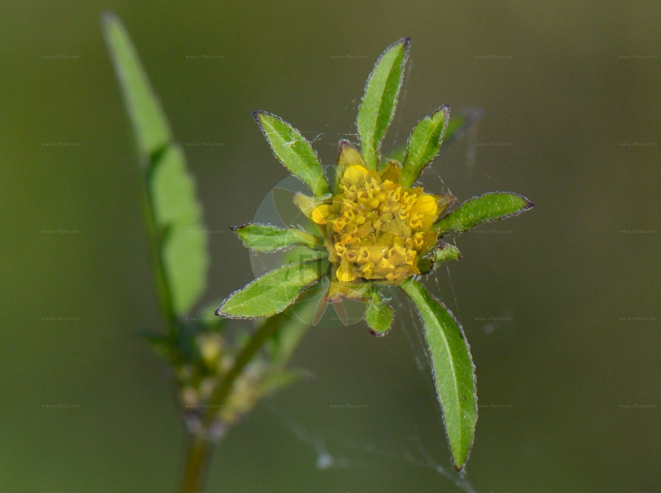Foto von Bidens frondosus (Schwarzfrüchtiger Zweizahn - Beggarticks). Das Foto wurde in Göttingen, Niedersachsen, Deutschland aufgenommen. ---- Photo of Bidens frondosus (Schwarzfrüchtiger Zweizahn - Beggarticks). The picture was taken in Goettingen, Lower Saxony, Germany.(Bidens frondosus,Schwarzfrüchtiger Zweizahn,Beggarticks,Bidens frondosus,Bidens melanocarpus,Schwarzfruechtiger Zweizahn,Beggarticks,Tall Beggarticks,Black-seeded Bur Marigold,Big Devils Beggartick,Devil's Beggartick,Tickseed Sunflower,Bur Marigold,Common Beggarticks,Devil's Beggarticks,Devil's Bootjack,Devil's-pitchfork,Leafy Beggarticks,Pitchfork Weed,Sticktights,Bidens,Zweizahn,Beggarticks,Asteraceae,Korbblütengewächse,Daisy family)