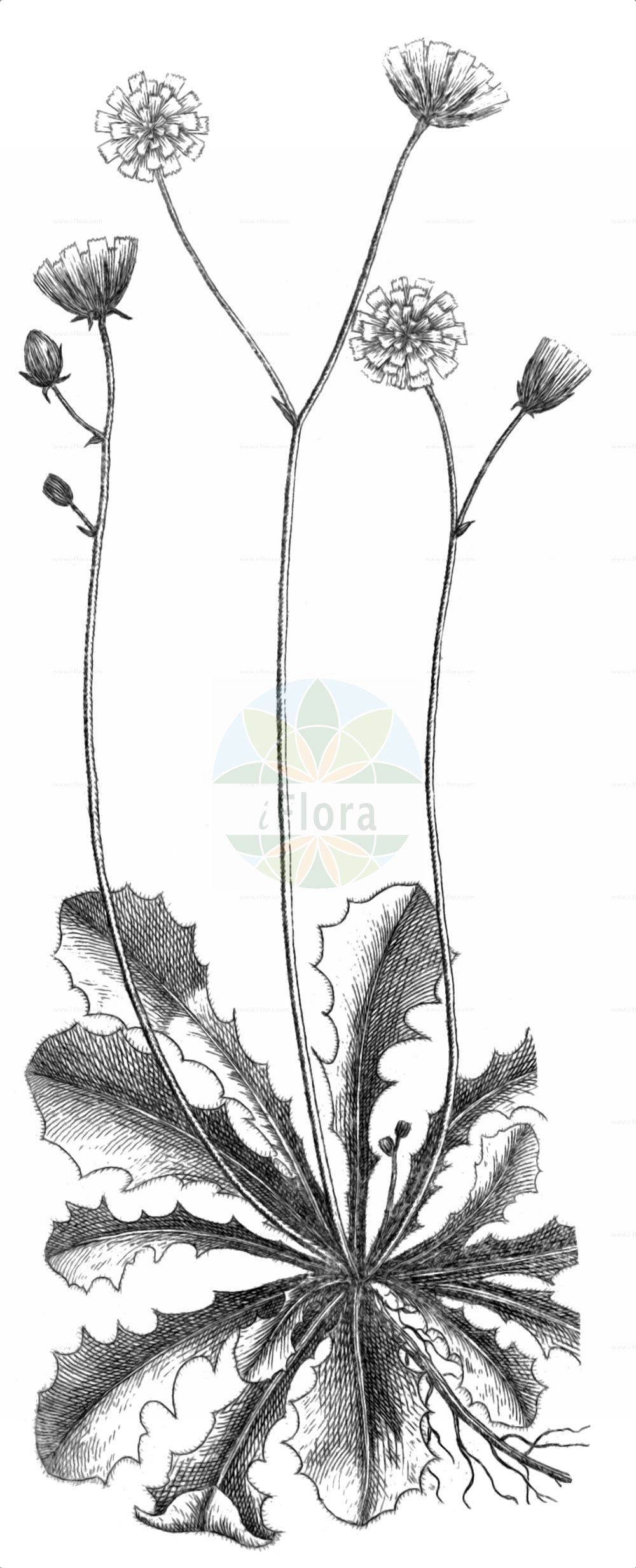 Historische Abbildung von Crepis sancta. Das Bild zeigt Blatt, Bluete, Frucht und Same. ---- Historical Drawing of Crepis sancta. The image is showing leaf, flower, fruit and seed.(Crepis sancta,Andryala nemausensis,Andryala nudicaulis,Crepis kochiana,Crepis nemausensis,Crepis sancta,Lagoseris alata,Lagoseris bifida,Lagoseris nemausensis,Lagoseris sancta,Pterotheca bifida,Pterotheca nemausensis,Pterotheca sancta,Trichocrepis bifida,Crepis,Pippau,Hawk's-beard,Asteraceae,Korbblütengewächse,Daisy family,Blatt,Bluete,Frucht,Same,leaf,flower,fruit,seed,Allioni (1785))