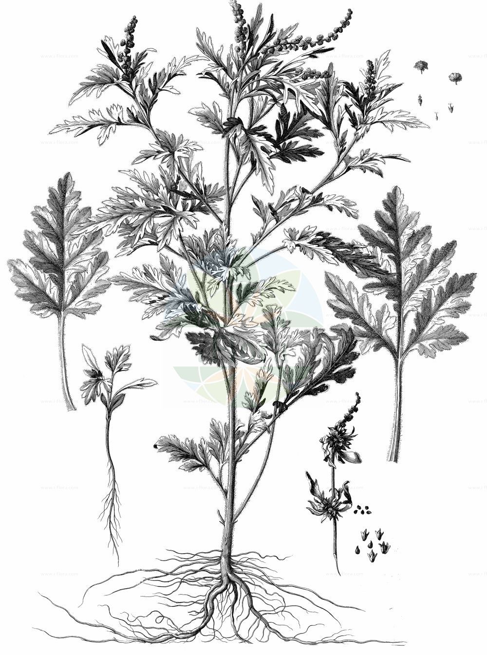Historische Abbildung von Ambrosia maritima. Das Bild zeigt Blatt, Bluete, Frucht und Same. ---- Historical Drawing of Ambrosia maritima. The image is showing leaf, flower, fruit and seed.(Ambrosia maritima,Ambrosia maritima,Ambrosia,Ambrosie,Ragweed,Asteraceae,Korbblütengewächse,Daisy family,Blatt,Bluete,Frucht,Same,leaf,flower,fruit,seed,Dodart (1788))
