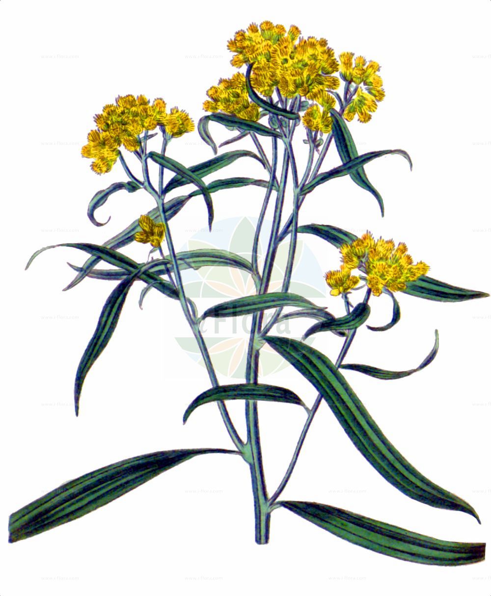 Historische Abbildung von Euthamia graminifolia (Grasblättrige Goldrute - Grass-leaved Goldenrod). Das Bild zeigt Blatt, Bluete, Frucht und Same. ---- Historical Drawing of Euthamia graminifolia (Grasblättrige Goldrute - Grass-leaved Goldenrod). The image is showing leaf, flower, fruit and seed.(Euthamia graminifolia,Grasblättrige Goldrute,Grass-leaved Goldenrod,Chrysocoma graminifolia,Euthamia graminifolia,Solidago graminifolia,Solidago lanceolata,Grasblaettrige Goldrute,Grass-leaved Goldenrod,Euthamia,Asteraceae,Korbblütengewächse,Daisy family,Blatt,Bluete,Frucht,Same,leaf,flower,fruit,seed,Curtis Botanical Magazine (1825))