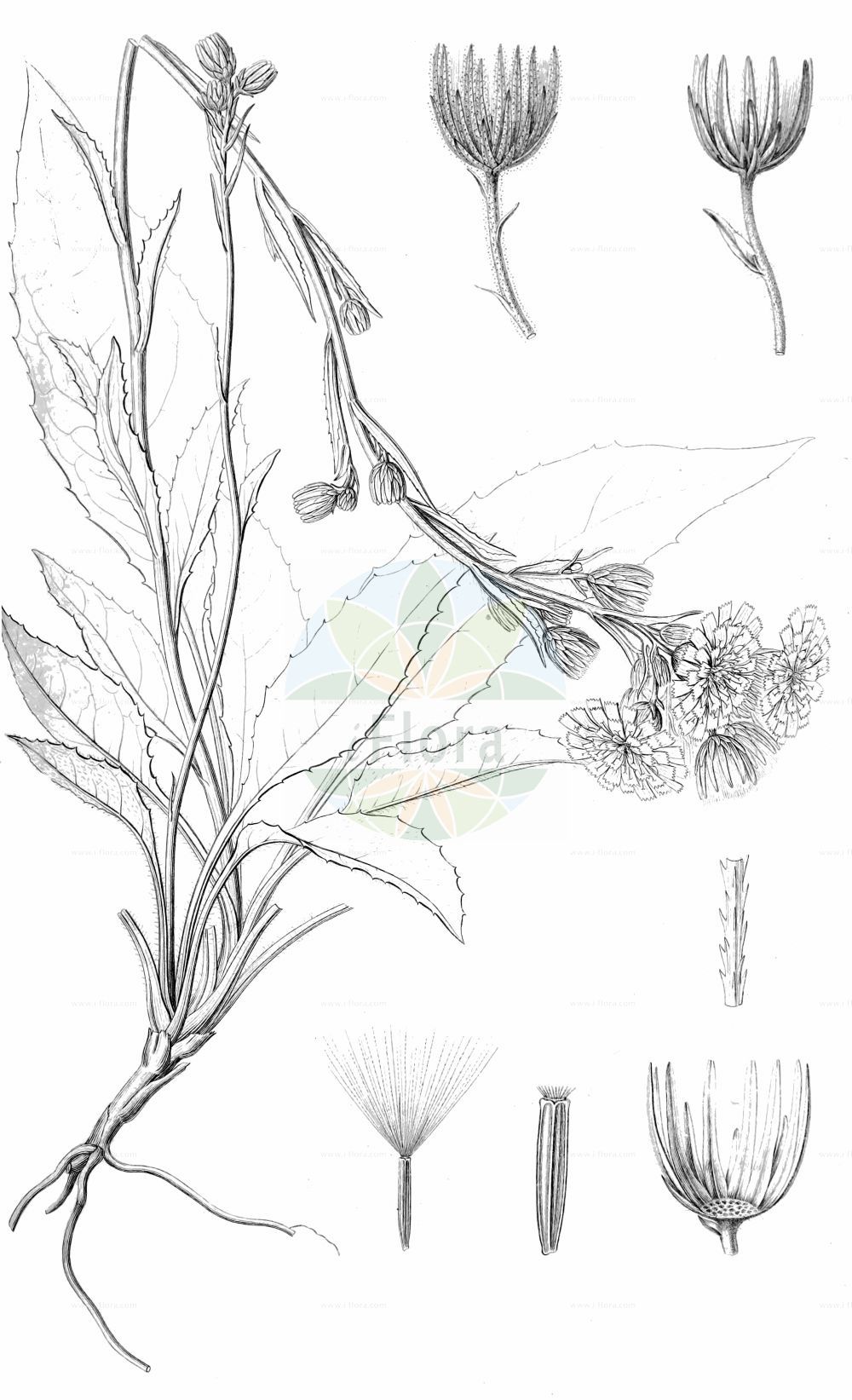 Historische Abbildung von Hieracium racemosum (Traubiges Habichtskraut). Das Bild zeigt Blatt, Bluete, Frucht und Same. ---- Historical Drawing of Hieracium racemosum (Traubiges Habichtskraut). The image is showing leaf, flower, fruit and seed.(Hieracium racemosum,Traubiges Habichtskraut,Hieracium lactucaceum,Hieracium racemosum,Hieracium subbarbatum,Traubiges Habichtskraut,Hieracium,Habichtskraut,Hawkweeds,Asteraceae,Korbblütengewächse,Daisy family,Blatt,Bluete,Frucht,Same,leaf,flower,fruit,seed,Annales des sciences naturelles (1847))