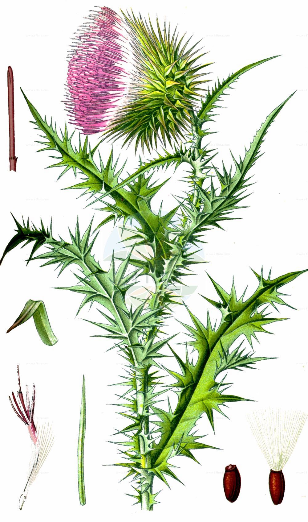 Historische Abbildung von Carduus nutans (Nickende Distel - Musk Thistle). Das Bild zeigt Blatt, Bluete, Frucht und Same. ---- Historical Drawing of Carduus nutans (Nickende Distel - Musk Thistle). The image is showing leaf, flower, fruit and seed.(Carduus nutans,Nickende Distel,Musk Thistle,Carduus nutans,Carduus phyllolepis,Nickende Distel,Breitschuppige Nickende Distel,Musk Thistle,Giant Thistle,Nodding Thistle,Bristle Thistle,Nodding Plumeless Thistle,Carduus,Distel,Plumeless Thistle,Asteraceae,Korbblütengewächse,Daisy family,Blatt,Bluete,Frucht,Same,leaf,flower,fruit,seed,Thomé (1885))