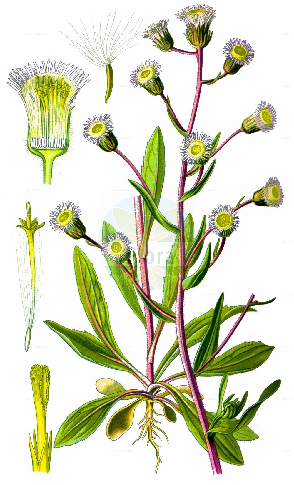Historische Abbildung von Erigeron acris (Scharfes Berufkraut - Blue Fleabane). Das Bild zeigt Blatt, Bluete, Frucht und Same. ---- Historical Drawing of Erigeron acris (Scharfes Berufkraut - Blue Fleabane). The image is showing leaf, flower, fruit and seed.(Erigeron acris,Scharfes Berufkraut,Blue Fleabane,Erigeron acris,Erigeron corymbosus,Erigeron crispulus,Erigeron orientalis,Erigeron shepardii,Trimorpha acris,Scharfes Berufkraut,Eigentliches Scharfes Berufkraut,Gewoehnliches Scharfes Berufkraut,Grossblaettriges Scharfes Berufkraut,Kantiges Berufkraut,Kantiges Scharfes Berufkraut,Raues Berufkraut,Blue Fleabane,Bitter Fleabane,Erigeron,Berufkraut,Fleabane,Asteraceae,Korbblütengewächse,Daisy family,Blatt,Bluete,Frucht,Same,leaf,flower,fruit,seed,Thomé (1885))