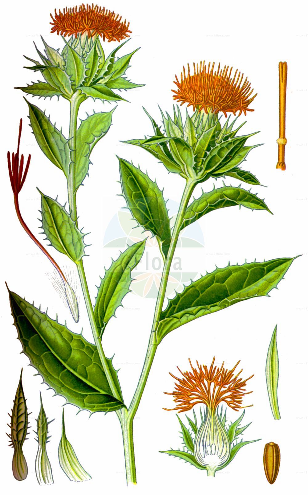 Historische Abbildung von Carthamus tinctorius (Safflower). Das Bild zeigt Blatt, Bluete, Frucht und Same. ---- Historical Drawing of Carthamus tinctorius (Safflower). The image is showing leaf, flower, fruit and seed.(Carthamus tinctorius,Safflower,Carthamus tinctorius,Carthamus,Asteraceae,Korbblütengewächse,Daisy family,Blatt,Bluete,Frucht,Same,leaf,flower,fruit,seed,Thomé (1885))