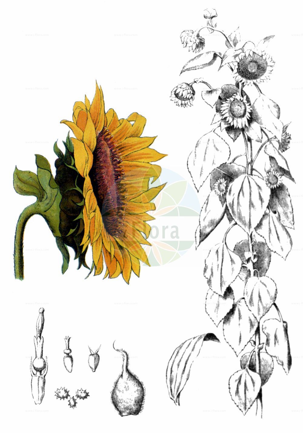 Historische Abbildung von Helianthus annuus (Sunflower). Das Bild zeigt Blatt, Bluete, Frucht und Same. ---- Historical Drawing of Helianthus annuus (Sunflower). The image is showing leaf, flower, fruit and seed.(Helianthus annuus,Sunflower,Helianthus annuus,Helianthus macrocarpus,Helianthus,Sonnenblume,Sunflower,Asteraceae,Korbblütengewächse,Daisy family,Blatt,Bluete,Frucht,Same,leaf,flower,fruit,seed,Millspaugh (1892))