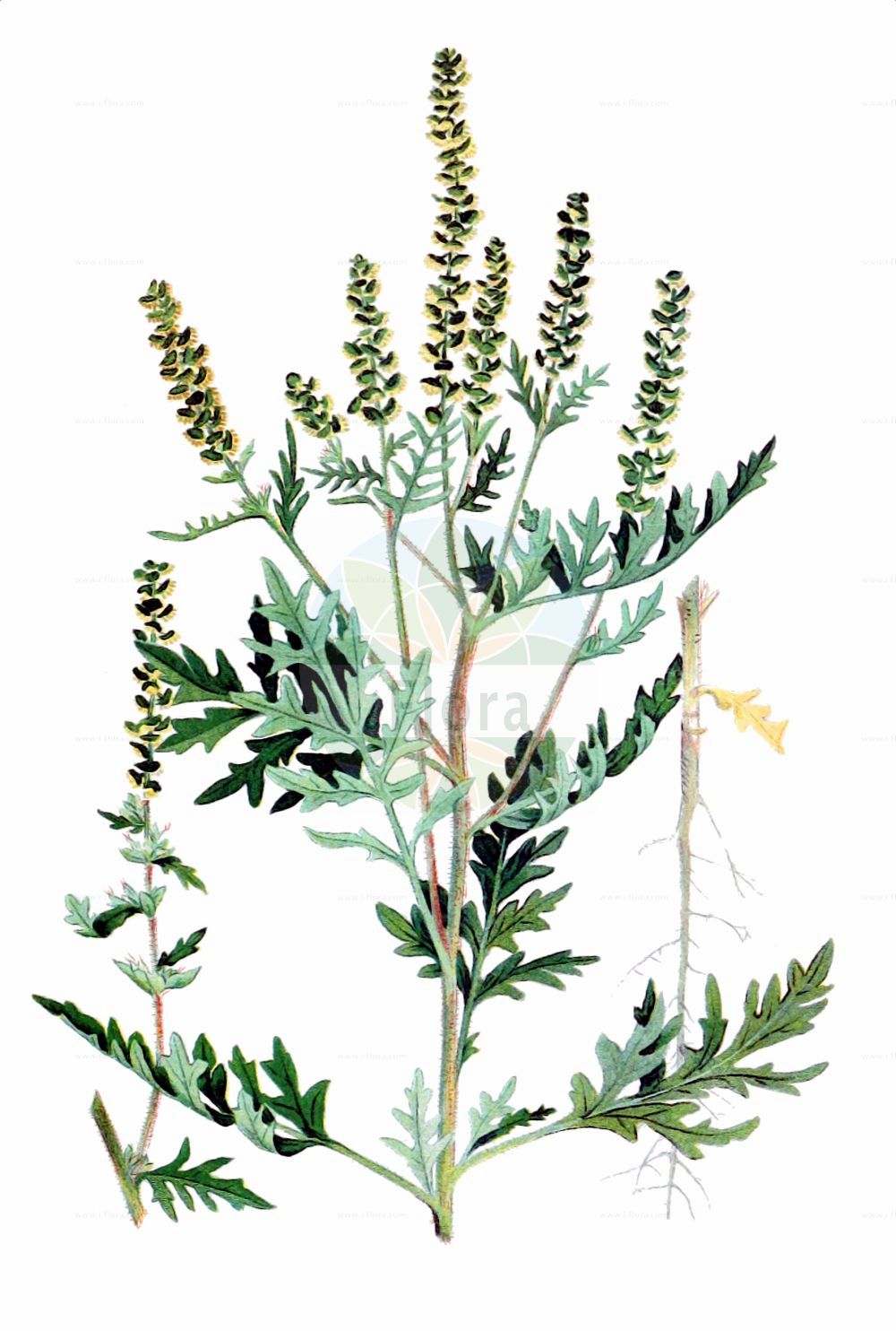 Historische Abbildung von Ambrosia artemisiifolia (Beifußblättrige Ambrosie - Ragweed). Das Bild zeigt Blatt, Bluete, Frucht und Same. ---- Historical Drawing of Ambrosia artemisiifolia (Beifußblättrige Ambrosie - Ragweed). The image is showing leaf, flower, fruit and seed.(Ambrosia artemisiifolia,Beifußblättrige Ambrosie,Ragweed,Ambrosia artemisiifolia,Ambrosia elatior,Beifussblaettrige Ambrosie,Aufrechtes Taubenkraut,Beifussblaettriges Taubenkraut,Beifussblaettriges Traubenkraut,Hohes Taubenkraut.,Wermutblaettrige Ambrosie,Ragweed,Bitterweed,Carrot Weed,Common Ragweed,Hay Fever Weed,Hogweed,Roman Wormwood,Stammerwort,Stickweed,Tassel Weed,Wild Tansy,Wormwood,American Wormwood,Black-weed,Annual Ragweed,Short Ragweed,Low Ragweed,Roman Ragweed,Small Ragweed,Ambrosia,Ambrosie,Ragweed,Asteraceae,Korbblütengewächse,Daisy family,Blatt,Bluete,Frucht,Same,leaf,flower,fruit,seed,Clarke (1909))