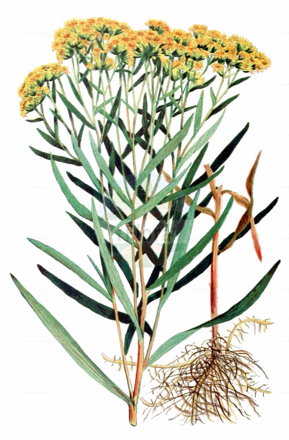 Historische Abbildung von Euthamia graminifolia (Grasblättrige Goldrute - Grass-leaved Goldenrod). Das Bild zeigt Blatt, Bluete, Frucht und Same. ---- Historical Drawing of Euthamia graminifolia (Grasblättrige Goldrute - Grass-leaved Goldenrod). The image is showing leaf, flower, fruit and seed.(Euthamia graminifolia,Grasblättrige Goldrute,Grass-leaved Goldenrod,Chrysocoma graminifolia,Euthamia graminifolia,Solidago graminifolia,Solidago lanceolata,Grasblaettrige Goldrute,Grass-leaved Goldenrod,Euthamia,Asteraceae,Korbblütengewächse,Daisy family,Blatt,Bluete,Frucht,Same,leaf,flower,fruit,seed,Clarke (1909))