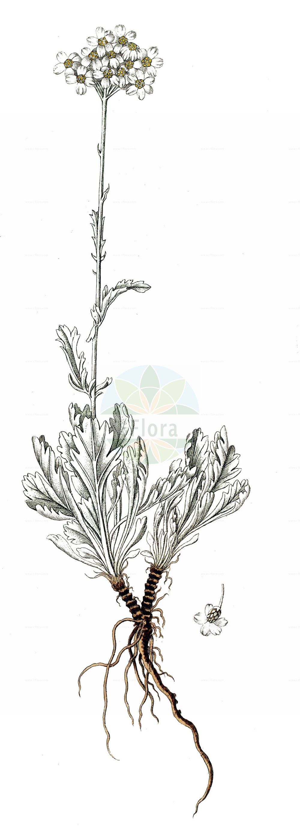 Historische Abbildung von Achillea clavennae (Bittere Schafgarbe - Silvery Milfoil). Das Bild zeigt Blatt, Bluete, Frucht und Same. ---- Historical Drawing of Achillea clavennae (Bittere Schafgarbe - Silvery Milfoil). The image is showing leaf, flower, fruit and seed.(Achillea clavennae,Bittere Schafgarbe,Silvery Milfoil,Achillea argentea,Achillea capitata,Achillea clavennae,Ptarmica clavennae,Bittere Schafgarbe,Clavennas Schafgarbe,Weisse Schafgarbe,Weisser Speik,Silvery Milfoil,Achillea,Schafgarbe,Yarrow,Asteraceae,Korbblütengewächse,Daisy family,Blatt,Bluete,Frucht,Same,leaf,flower,fruit,seed)