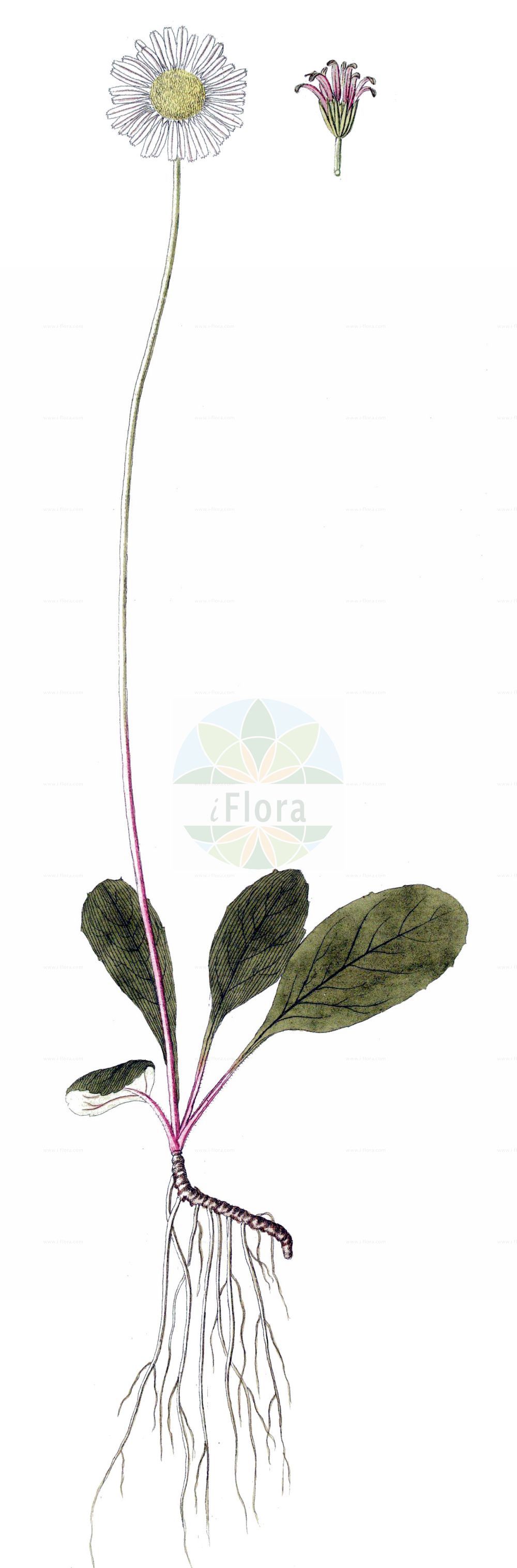 Historische Abbildung von Bellidiastrum michelii (Alpenmaßliebchen - False Aster). Das Bild zeigt Blatt, Bluete, Frucht und Same. ---- Historical Drawing of Bellidiastrum michelii (Alpenmaßliebchen - False Aster). The image is showing leaf, flower, fruit and seed.(Bellidiastrum michelii,Alpenmaßliebchen,False Aster,Aster bellidiastrum,Bellidiastrum michelii,Doronicum bellidiastrum,Alpenmassliebchen,Alpenmasslieb,Sternlieb,False Aster,False Daisy,Mountain Daisy,Bellidiastrum,Asteraceae,Korbblütengewächse,Daisy family,Blatt,Bluete,Frucht,Same,leaf,flower,fruit,seed)