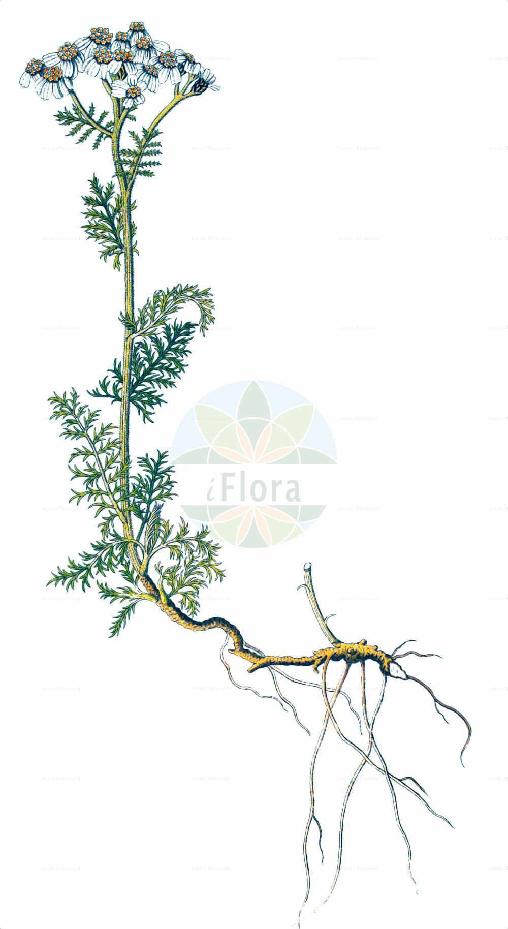 Historische Abbildung von Achillea atrata (Schwarzrandige Schafgarbe - Black Yarrow). Das Bild zeigt Blatt, Bluete, Frucht und Same. ---- Historical Drawing of Achillea atrata (Schwarzrandige Schafgarbe - Black Yarrow). The image is showing leaf, flower, fruit and seed.(Achillea atrata,Schwarzrandige Schafgarbe,Black Yarrow,Achillea atrata,Achillea halleri,Ptarmica atrata,Schwarzrandige Schafgarbe,Black Yarrow,Achillea,Schafgarbe,Yarrow,Asteraceae,Korbblütengewächse,Daisy family,Blatt,Bluete,Frucht,Same,leaf,flower,fruit,seed)
