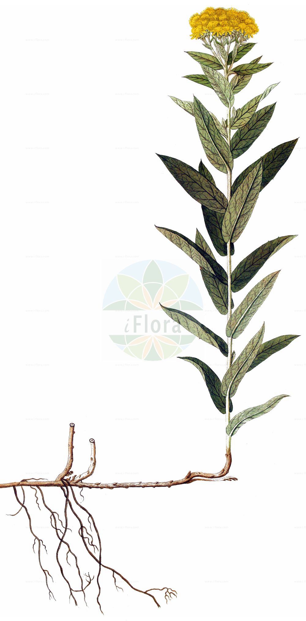 Historische Abbildung von Inula germanica (Deutscher Alant - German Fleabane). Das Bild zeigt Blatt, Bluete, Frucht und Same. ---- Historical Drawing of Inula germanica (Deutscher Alant - German Fleabane). The image is showing leaf, flower, fruit and seed.(Inula germanica,Deutscher Alant,German Fleabane,Inula germanica,Deutscher Alant,German Fleabane,Inula,Alant,Yellowhead,Asteraceae,Korbblütengewächse,Daisy family,Blatt,Bluete,Frucht,Same,leaf,flower,fruit,seed)
