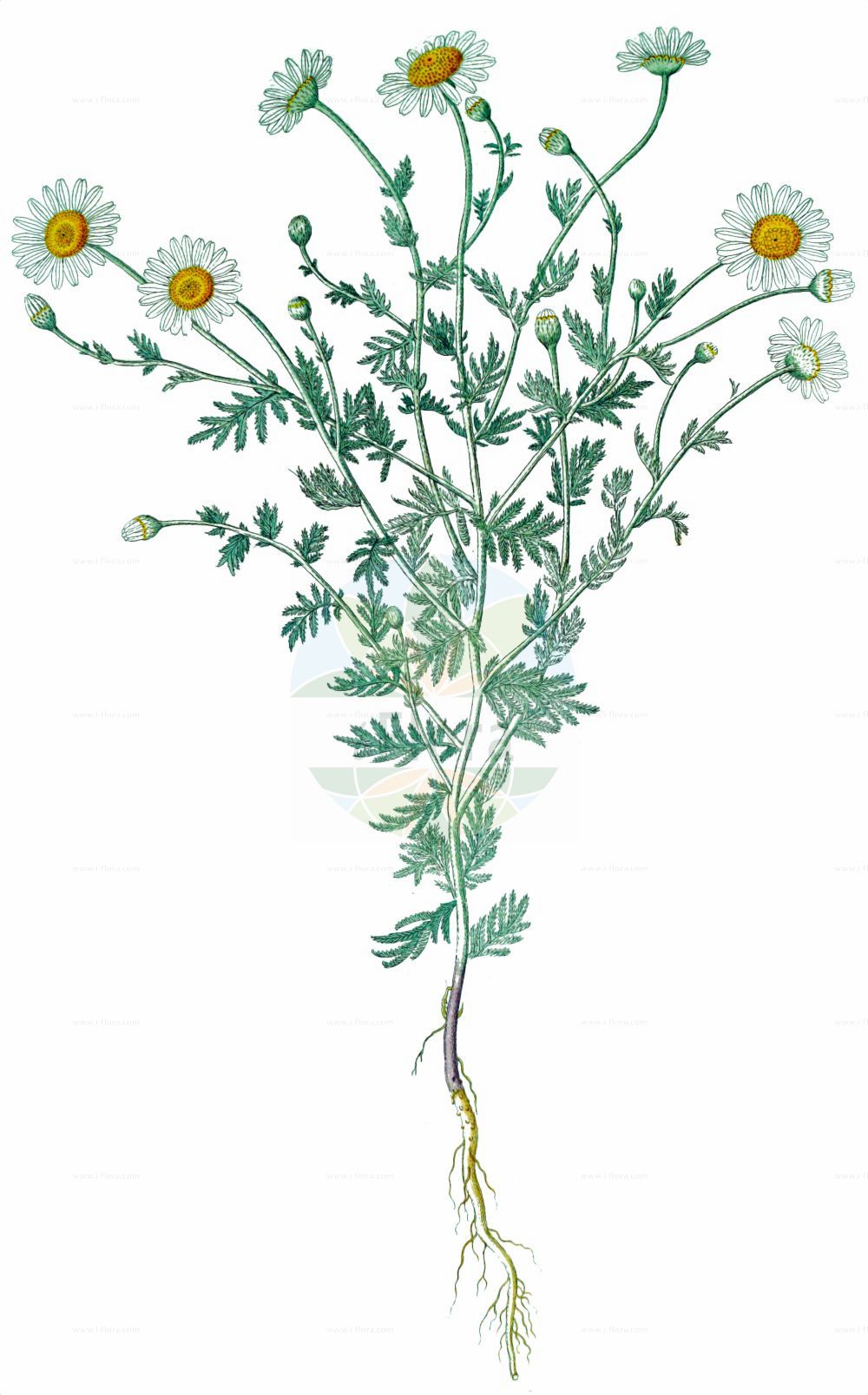 Historische Abbildung von Cota austriaca (Österreichische Hundskamille - Austrian Chamomile). Das Bild zeigt Blatt, Bluete, Frucht und Same. ---- Historical Drawing of Cota austriaca (Österreichische Hundskamille - Austrian Chamomile). The image is showing leaf, flower, fruit and seed.(Cota austriaca,Österreichische Hundskamille,Austrian Chamomile,Anthemis austriaca,Anthemis cotiformis,Anthemis hyrcana,Anthemis zangelana,Cota austriaca,Österreichische Hundskamille,Austrian Chamomile,Austrian Mayweed,Southern Dog-daisy,Cota,Asteraceae,Korbblütengewächse,Daisy family,Blatt,Bluete,Frucht,Same,leaf,flower,fruit,seed)
