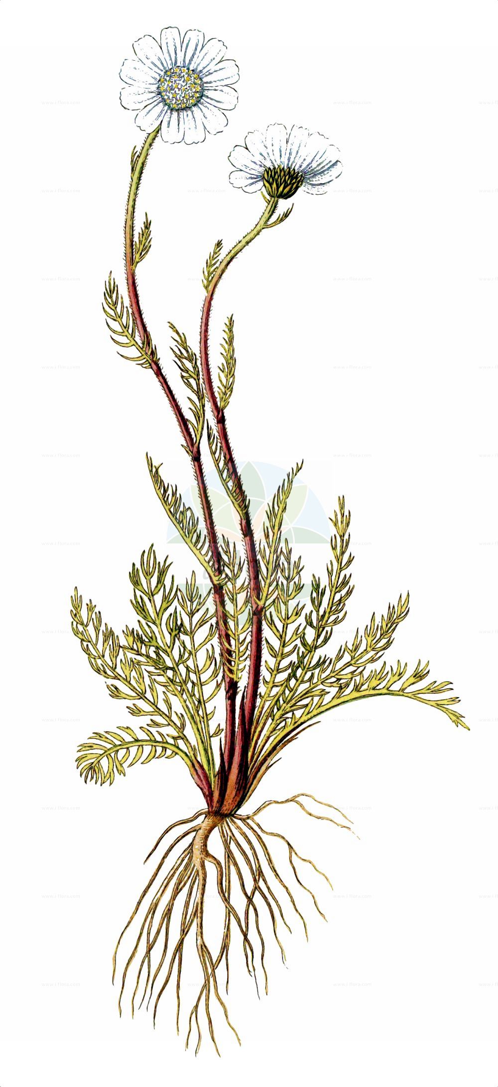 Historische Abbildung von Achillea oxyloba. Das Bild zeigt Blatt, Bluete, Frucht und Same. ---- Historical Drawing of Achillea oxyloba. The image is showing leaf, flower, fruit and seed.(Achillea oxyloba,Achillea oxyloba,Anthemis alpina,Ptarmica oxyloba,Achillea,Schafgarbe,Yarrow,Asteraceae,Korbblütengewächse,Daisy family,Blatt,Bluete,Frucht,Same,leaf,flower,fruit,seed)