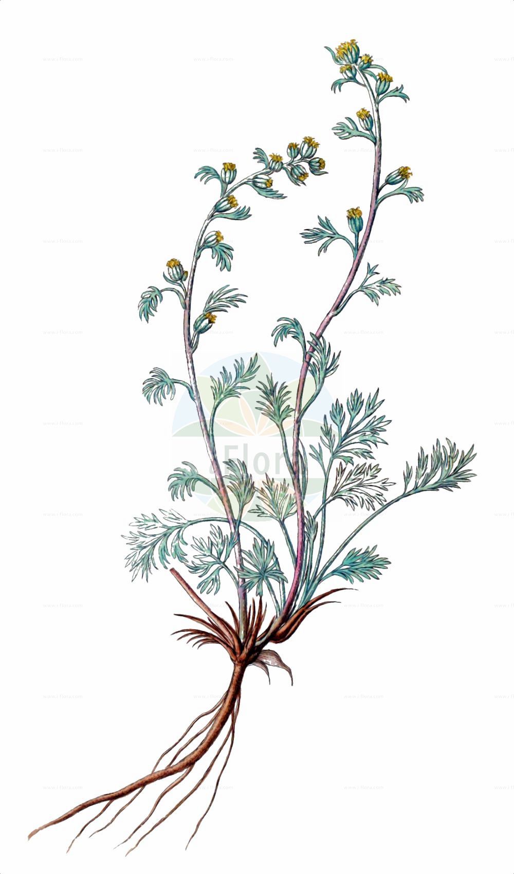 Historische Abbildung von Artemisia glacialis. Das Bild zeigt Blatt, Bluete, Frucht und Same. ---- Historical Drawing of Artemisia glacialis. The image is showing leaf, flower, fruit and seed.(Artemisia glacialis,Artemisia glacialis,Artemisia,Beifuß,Mugwort,Asteraceae,Korbblütengewächse,Daisy family,Blatt,Bluete,Frucht,Same,leaf,flower,fruit,seed)