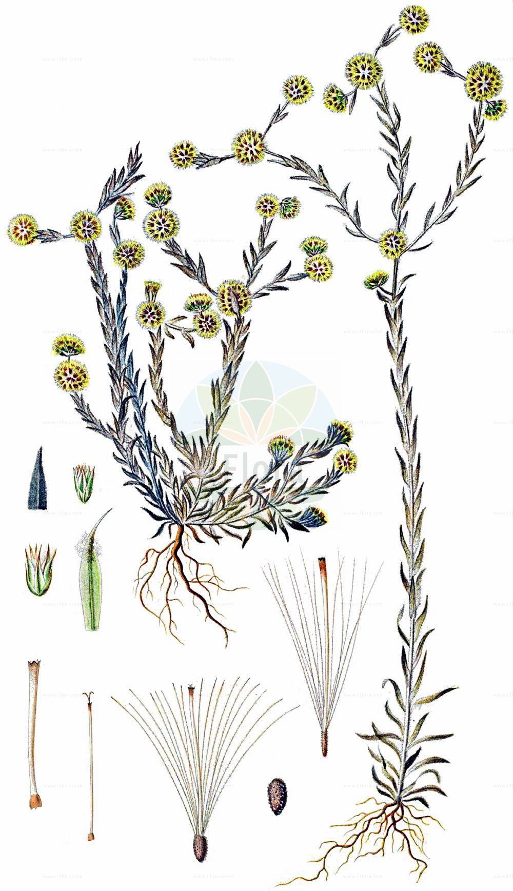 Historische Abbildung von Filago germanica (Spatelblättriges Filzkraut - Common Cudweed). Das Bild zeigt Blatt, Bluete, Frucht und Same. ---- Historical Drawing of Filago germanica (Spatelblättriges Filzkraut - Common Cudweed). The image is showing leaf, flower, fruit and seed.(Filago germanica,Spatelblättriges Filzkraut,Common Cudweed,Filago canescens,Filago germanica,Filago numidica,Filago vulgaris,Gifola germanica,Gnaphalium germanicum,Spatelblaettriges Filzkraut,Deutsches Filzkraut,Gewoehnliches Filzkraut,Common Cudweed,Common Cottonrose,Common Cutweed,Filago,Filzkraut,Cottonrose,Asteraceae,Korbblütengewächse,Daisy family,Blatt,Bluete,Frucht,Same,leaf,flower,fruit,seed,Oeder (1761-1883))