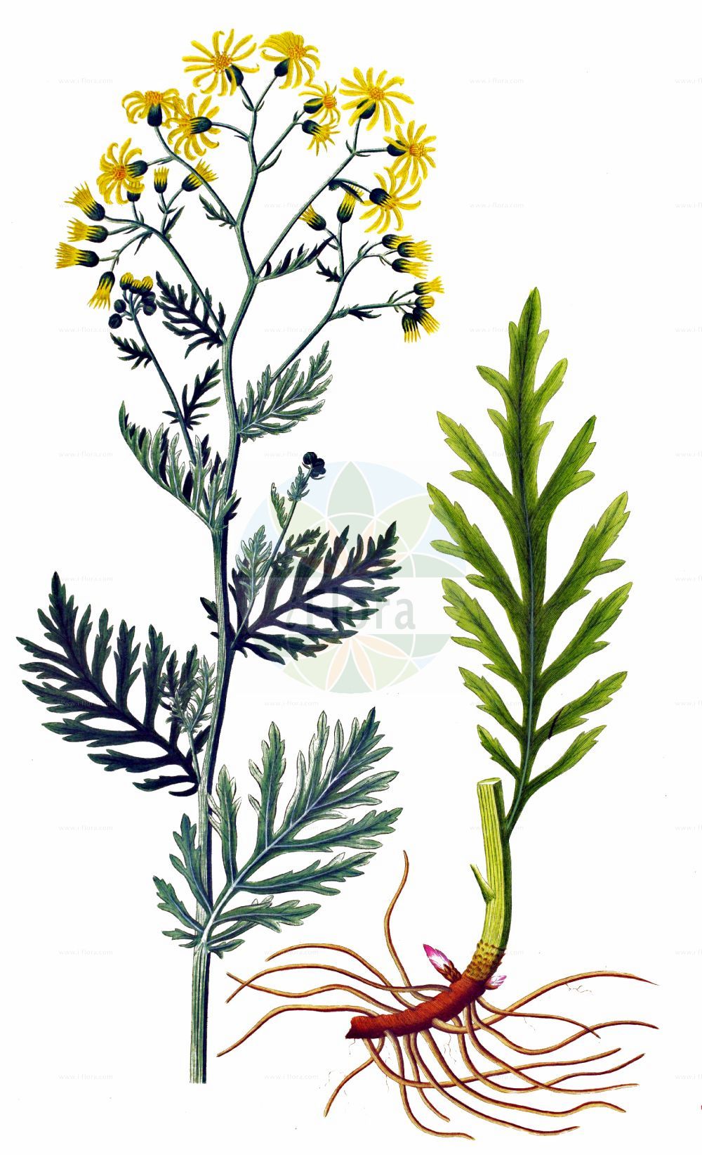 Historische Abbildung von Jacobaea erucifolia (Raukenblättriges Greiskraut - Hoary Ragwort). Das Bild zeigt Blatt, Bluete, Frucht und Same. ---- Historical Drawing of Jacobaea erucifolia (Raukenblättriges Greiskraut - Hoary Ragwort). The image is showing leaf, flower, fruit and seed.(Jacobaea erucifolia,Raukenblättriges Greiskraut,Hoary Ragwort,Jacobaea erucifolia,Senecio autumnalis,Senecio erucifolius,Senecio erucifolius var. autumnalis,Raukenblaettriges Greiskraut,Gewoehnliches Raukenblaettriges Greiskraut,Rauken-Greiskraut,Hoary Ragwort,Jacobaea,Asteraceae,Korbblütengewächse,Daisy family,Blatt,Bluete,Frucht,Same,leaf,flower,fruit,seed,Oeder (1761-1883))