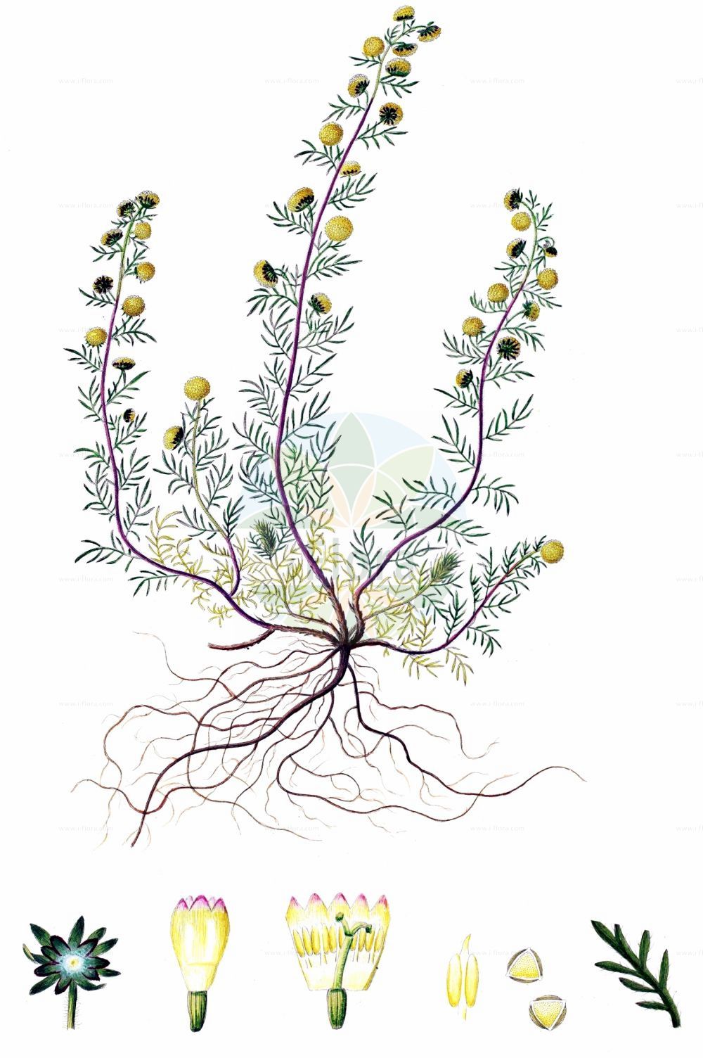 Historische Abbildung von Artemisia rupestris (Felsen-Beifuß - Rock Mugwort). Das Bild zeigt Blatt, Bluete, Frucht und Same. ---- Historical Drawing of Artemisia rupestris (Felsen-Beifuß - Rock Mugwort). The image is showing leaf, flower, fruit and seed.(Artemisia rupestris,Felsen-Beifuß,Rock Mugwort,Artemisia rupestris,Felsen-Beifuss,Steppen-Beifuss,Rock Mugwort,Artemisia,Beifuß,Mugwort,Asteraceae,Korbblütengewächse,Daisy family,Blatt,Bluete,Frucht,Same,leaf,flower,fruit,seed,Oeder (1761-1883))