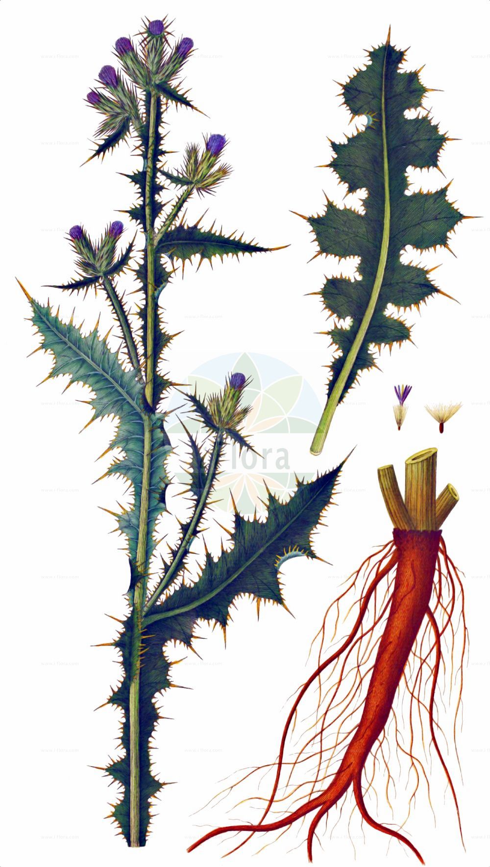 Historische Abbildung von Carduus tenuiflorus (Slender Thistle). Das Bild zeigt Blatt, Bluete, Frucht und Same. ---- Historical Drawing of Carduus tenuiflorus (Slender Thistle). The image is showing leaf, flower, fruit and seed.(Carduus tenuiflorus,Slender Thistle,Carduus corbariensis,Carduus malacitanus,Carduus tenuiflorus,Carduus,Distel,Plumeless Thistle,Asteraceae,Korbblütengewächse,Daisy family,Blatt,Bluete,Frucht,Same,leaf,flower,fruit,seed,Oeder (1761-1883))