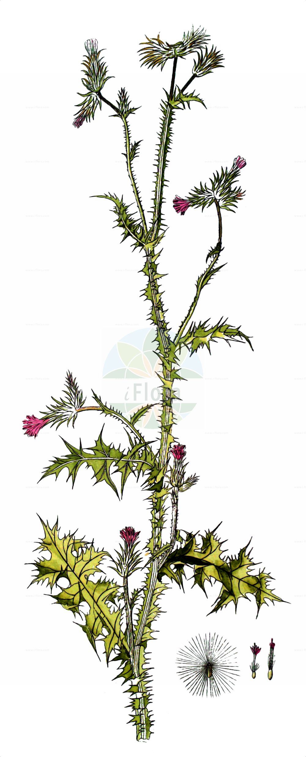 Historische Abbildung von Carduus pycnocephalus (Knäuelköpfige Distel - Plymouth Thistle). Das Bild zeigt Blatt, Bluete, Frucht und Same. ---- Historical Drawing of Carduus pycnocephalus (Knäuelköpfige Distel - Plymouth Thistle). The image is showing leaf, flower, fruit and seed.(Carduus pycnocephalus,Knäuelköpfige Distel,Plymouth Thistle,Carduus pycnocephalus,Knaeuelkoepfige Distel,Plymouth Thistle,Italian Thistle,Italian Plumeless Thistle,Winged Plumeless Thistle,Slender Thistle,Carduus,Distel,Plumeless Thistle,Asteraceae,Korbblütengewächse,Daisy family,Blatt,Bluete,Frucht,Same,leaf,flower,fruit,seed,von Jacquin (1770-1776))