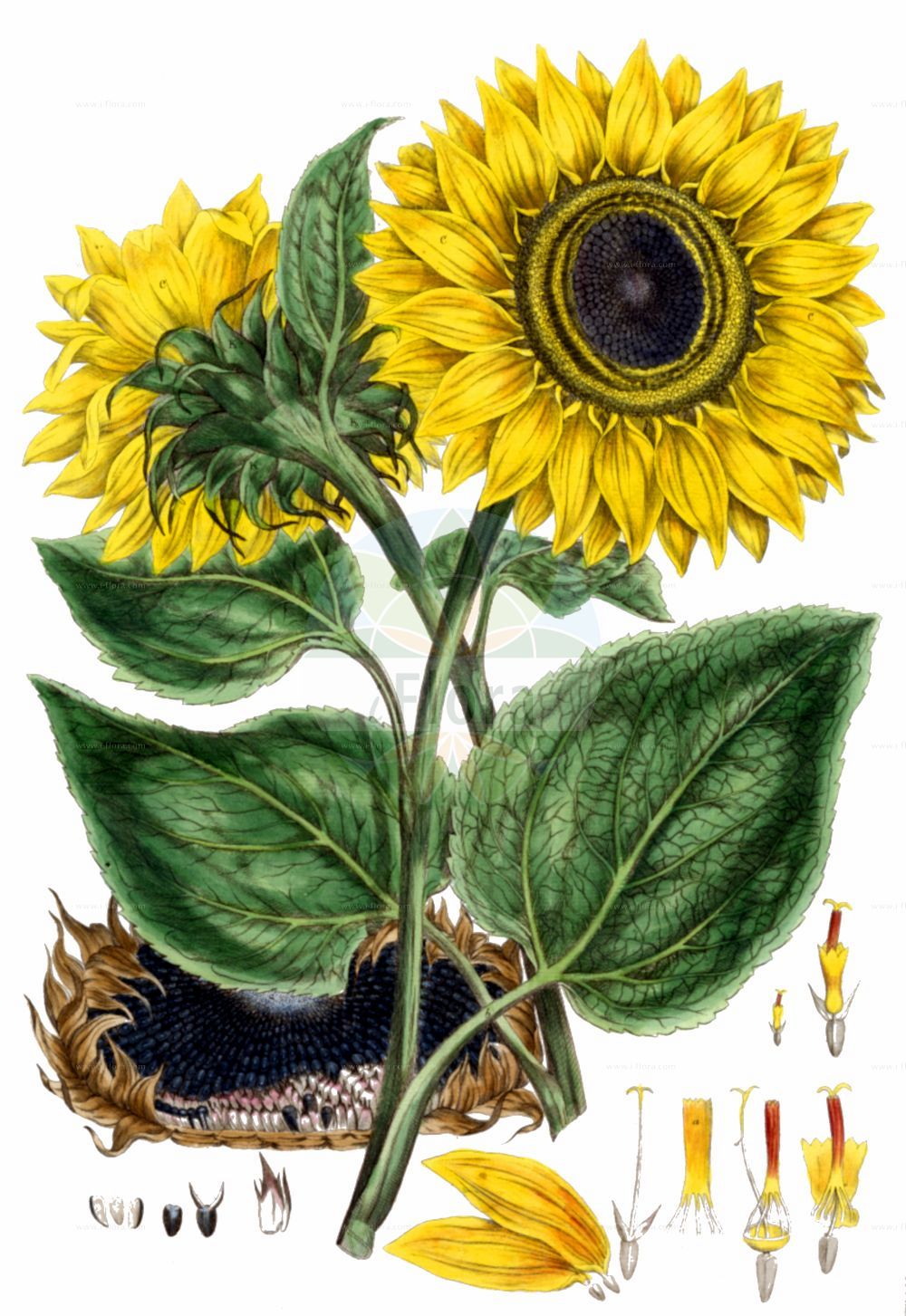Historische Abbildung von Helianthus annuus (Sunflower). Das Bild zeigt Blatt, Bluete, Frucht und Same. ---- Historical Drawing of Helianthus annuus (Sunflower). The image is showing leaf, flower, fruit and seed.(Helianthus annuus,Sunflower,Helianthus annuus,Helianthus macrocarpus,Helianthus,Sonnenblume,Sunflower,Asteraceae,Korbblütengewächse,Daisy family,Blatt,Bluete,Frucht,Same,leaf,flower,fruit,seed,Miller (1770-1777))