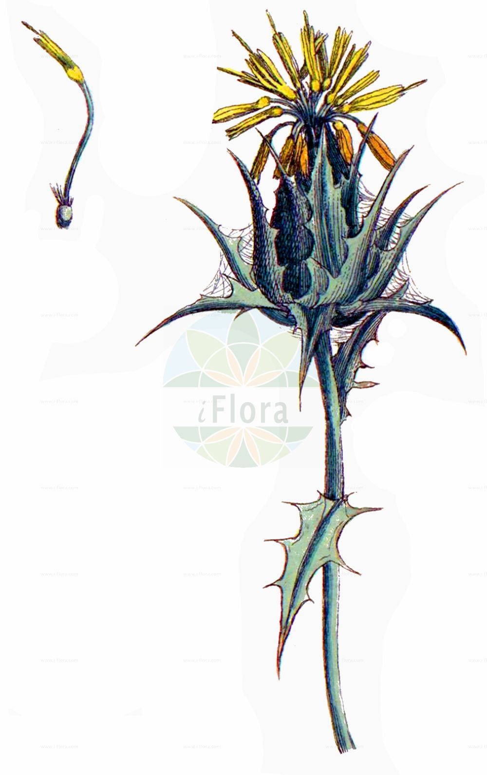 Historische Abbildung von Carthamus lanatus (Downy Safflower). Das Bild zeigt Blatt, Bluete, Frucht und Same. ---- Historical Drawing of Carthamus lanatus (Downy Safflower). The image is showing leaf, flower, fruit and seed.(Carthamus lanatus,Downy Safflower,Carthamus elatus,Carthamus lanatus,Carthamus turbinatus,Kentrophyllum elatum,Kentrophyllum lanatum,Kentrophyllum turbinatum,Carthamus,Asteraceae,Korbblütengewächse,Daisy family,Blatt,Bluete,Frucht,Same,leaf,flower,fruit,seed,Bulliard (1776-1781))