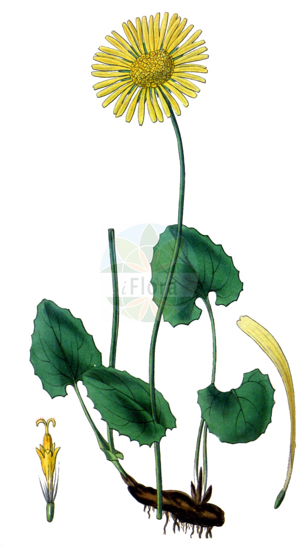 Historische Abbildung von Doronicum orientale. Das Bild zeigt Blatt, Bluete, Frucht und Same. ---- Historical Drawing of Doronicum orientale. The image is showing leaf, flower, fruit and seed.(Doronicum orientale,Doronicum caucasicum,Doronicum orientale,Doronicum,Gemswurz,False Leopard's-bane,Asteraceae,Korbblütengewächse,Daisy family,Blatt,Bluete,Frucht,Same,leaf,flower,fruit,seed)