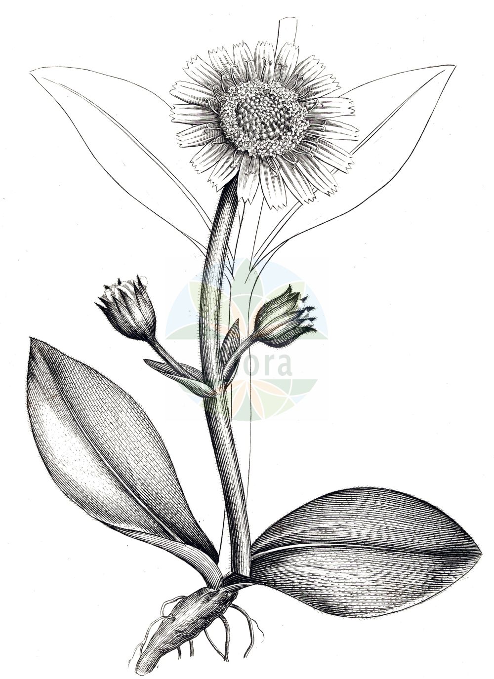 Historische Abbildung von Arnica montana (Berg-Wohlverleih - Mountain Arnica). Das Bild zeigt Blatt, Bluete, Frucht und Same. ---- Historical Drawing of Arnica montana (Berg-Wohlverleih - Mountain Arnica). The image is showing leaf, flower, fruit and seed.(Arnica montana,Berg-Wohlverleih,Mountain Arnica,Arnica montana,Berg-Wohlverleih,Bergwohlverleih,Echte Arnika,Wolferlei,Mountain Arnica,Celtic Nard,Leopard's Bane,Mountain Alkanet,Mountain Tobacco,Arnica,Arnika,Arnica,Asteraceae,Korbblütengewächse,Daisy family,Blatt,Bluete,Frucht,Same,leaf,flower,fruit,seed,Woodville (1790-1794))
