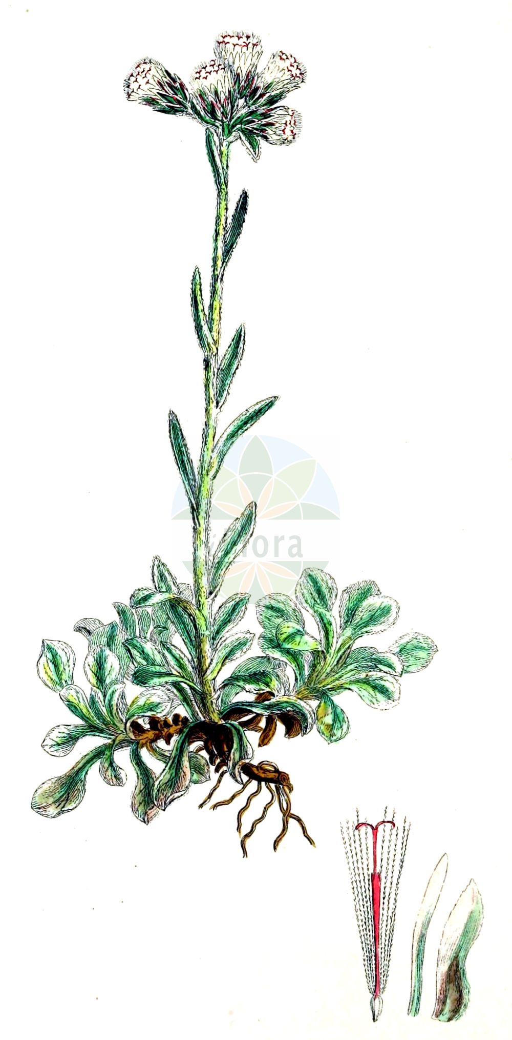 Historische Abbildung von Antennaria dioica (Gewöhnliches Katzenpfötchen - Mountain Everlasting). Das Bild zeigt Blatt, Bluete, Frucht und Same. ---- Historical Drawing of Antennaria dioica (Gewöhnliches Katzenpfötchen - Mountain Everlasting). The image is showing leaf, flower, fruit and seed.(Antennaria dioica,Gewöhnliches Katzenpfötchen,Mountain Everlasting,Antennaria dioica,Antennaria hibernica,Antennaria hyperborea,Gnaphalium dioicum,Gewoehnliches Katzenpfoetchen,Mountain Everlasting,Catsfoot,Flat-top Pussytoes,Stoloniferous Pussytoes,Common Pussytoes,Antennaria,Katzenpfötchen,Pussytoes,Asteraceae,Korbblütengewächse,Daisy family,Blatt,Bluete,Frucht,Same,leaf,flower,fruit,seed,Sowerby (1790-1813))