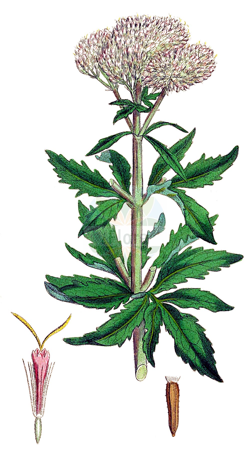 Historische Abbildung von Eupatorium cannabinum (Gewöhnlicher Wasserdost - Hemp-agrimony). Das Bild zeigt Blatt, Bluete, Frucht und Same. ---- Historical Drawing of Eupatorium cannabinum (Gewöhnlicher Wasserdost - Hemp-agrimony). The image is showing leaf, flower, fruit and seed.(Eupatorium cannabinum,Gewöhnlicher Wasserdost,Hemp-agrimony,Eupatorium cannabinum,Eupatorium ponticum,Eupatorium syriacum,Gewoehnlicher Wasserdost,Echter Wasserdost,Kunigundenkraut,Wasserhanf,Hemp-agrimony,Water Hemp Agrimony,Eupatorium,Wasserdost,Thoroughwort,Asteraceae,Korbblütengewächse,Daisy family,Blatt,Bluete,Frucht,Same,leaf,flower,fruit,seed,Sowerby (1790-1813))