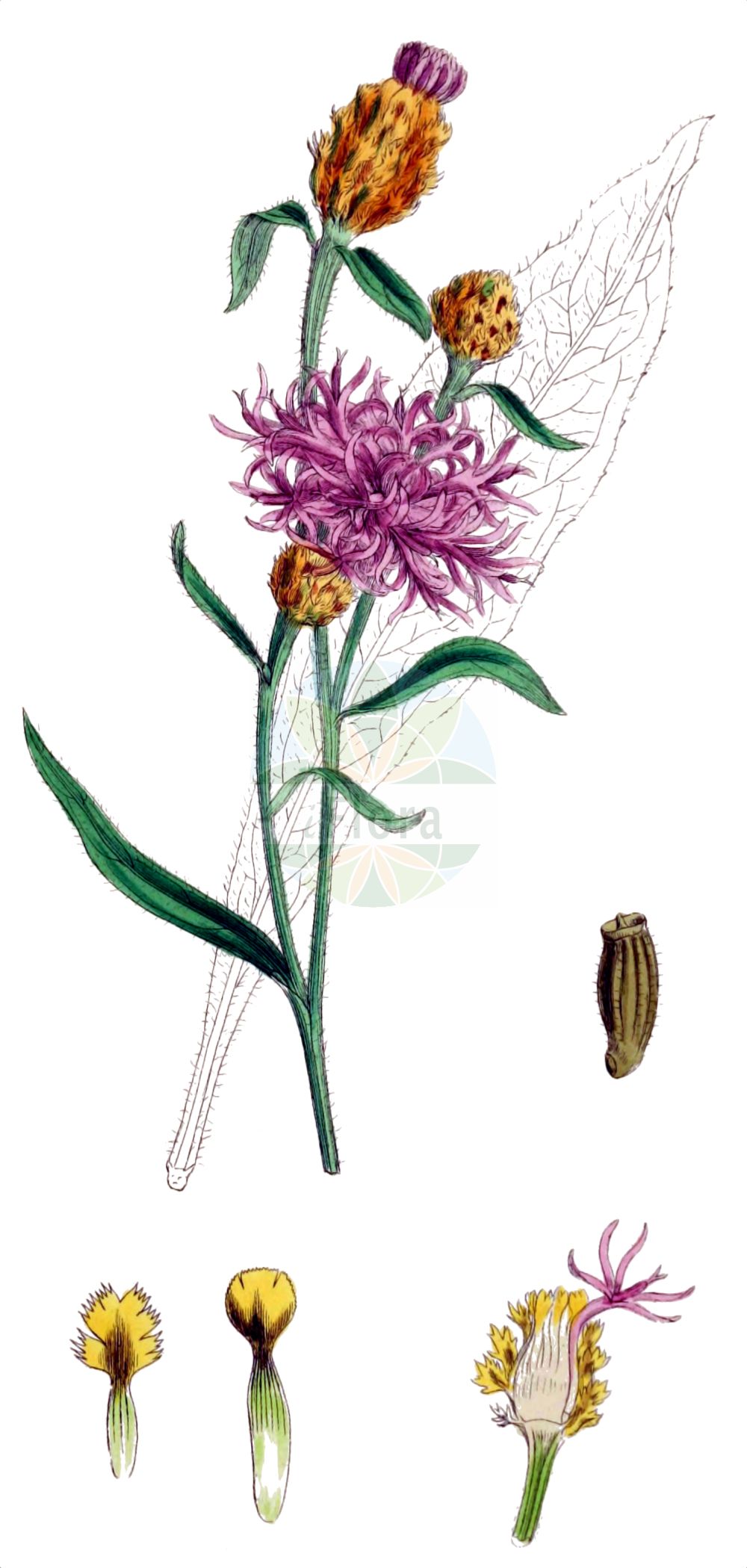 Historische Abbildung von Centaurea jacea (Wiesen-Flockenblume - Brown Knapweed). Das Bild zeigt Blatt, Bluete, Frucht und Same. ---- Historical Drawing of Centaurea jacea (Wiesen-Flockenblume - Brown Knapweed). The image is showing leaf, flower, fruit and seed.(Centaurea jacea,Wiesen-Flockenblume,Brown Knapweed,Centaurea jacea,Centaurea pratensis,Centaurea variabilis,Jacea pratensis,Jacea tomentosa,,Wiesen-Flockenblume,Gewoehnliche Wiesen-Flockenblume,Brown Knapweed,Brownray Knapweed,Centaurea,Flockenblume,Knapweed,Asteraceae,Korbblütengewächse,Daisy family,Blatt,Bluete,Frucht,Same,leaf,flower,fruit,seed,Sowerby (1790-1813))
