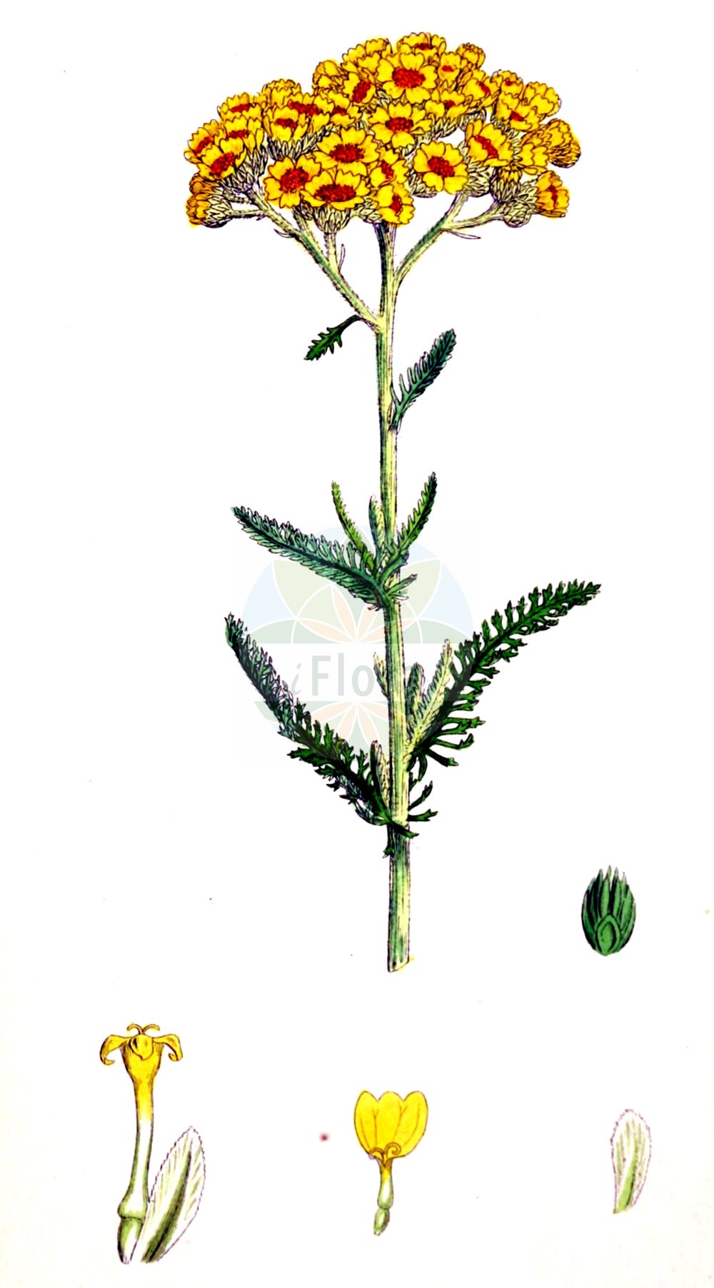 Historische Abbildung von Achillea tomentosa. Das Bild zeigt Blatt, Bluete, Frucht und Same. ---- Historical Drawing of Achillea tomentosa. The image is showing leaf, flower, fruit and seed.(Achillea tomentosa,Achillea tomentosa,Achillea,Schafgarbe,Yarrow,Asteraceae,Korbblütengewächse,Daisy family,Blatt,Bluete,Frucht,Same,leaf,flower,fruit,seed,Sowerby (1790-1813))