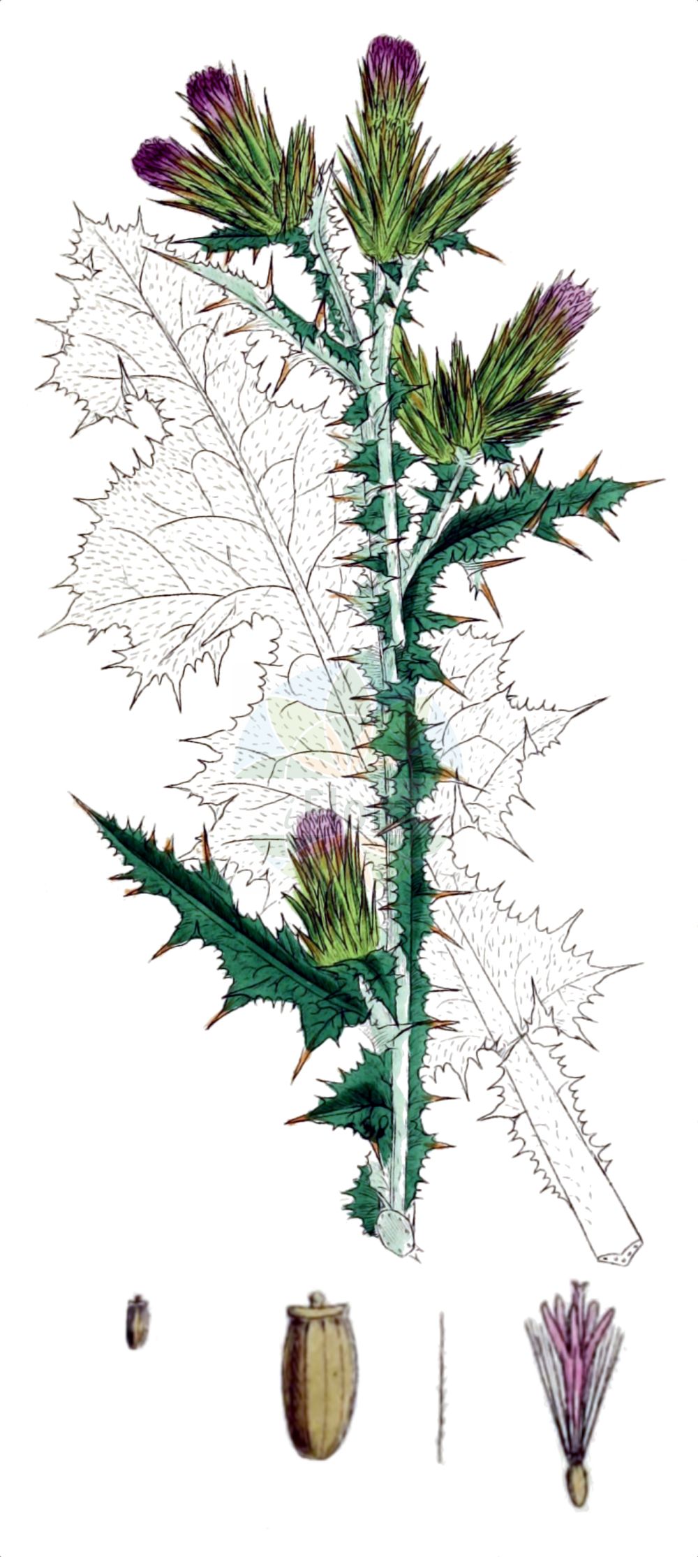 Historische Abbildung von Carduus tenuiflorus (Slender Thistle). Das Bild zeigt Blatt, Bluete, Frucht und Same. ---- Historical Drawing of Carduus tenuiflorus (Slender Thistle). The image is showing leaf, flower, fruit and seed.(Carduus tenuiflorus,Slender Thistle,Carduus corbariensis,Carduus malacitanus,Carduus tenuiflorus,Carduus,Distel,Plumeless Thistle,Asteraceae,Korbblütengewächse,Daisy family,Blatt,Bluete,Frucht,Same,leaf,flower,fruit,seed,Sowerby (1790-1813))