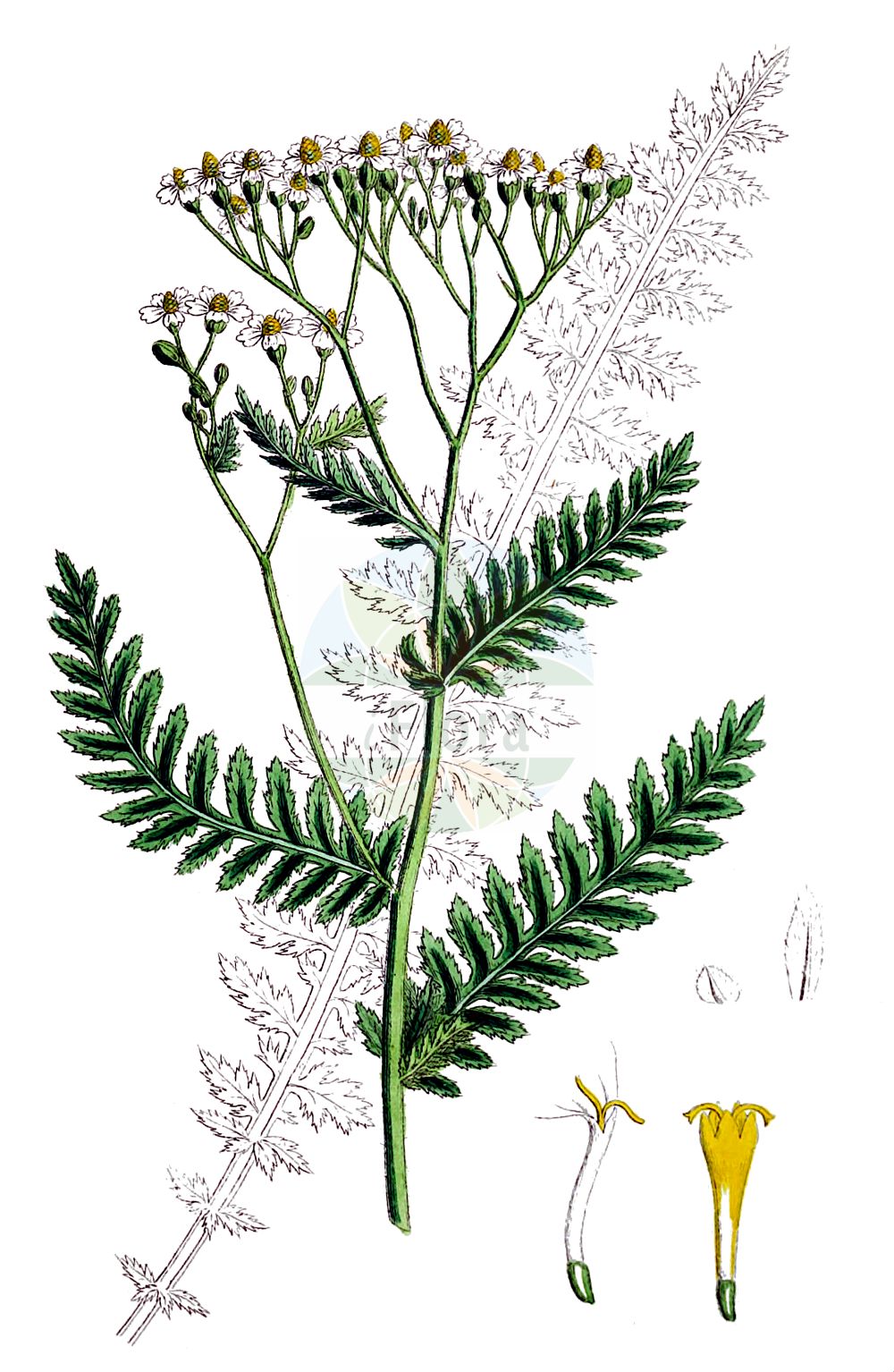 Historische Abbildung von Achillea distans. Das Bild zeigt Blatt, Bluete, Frucht und Same. ---- Historical Drawing of Achillea distans. The image is showing leaf, flower, fruit and seed.(Achillea distans,Achillea distans,Achillea lanata,Achillea tanacetifolia subsp. lanata,Achillea,Schafgarbe,Yarrow,Asteraceae,Korbblütengewächse,Daisy family,Blatt,Bluete,Frucht,Same,leaf,flower,fruit,seed,Sowerby (1790-1813))