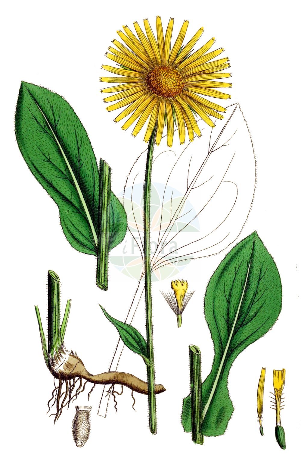 Historische Abbildung von Doronicum plantagineum (Plantain-leaved Leopard's-Bane). Das Bild zeigt Blatt, Bluete, Frucht und Same. ---- Historical Drawing of Doronicum plantagineum (Plantain-leaved Leopard's-Bane). The image is showing leaf, flower, fruit and seed.(Doronicum plantagineum,Plantain-leaved Leopard's-Bane,Doronicum plantagineum,Doronicum,Gemswurz,False Leopard's-bane,Asteraceae,Korbblütengewächse,Daisy family,Blatt,Bluete,Frucht,Same,leaf,flower,fruit,seed,Sowerby (1790-1813))