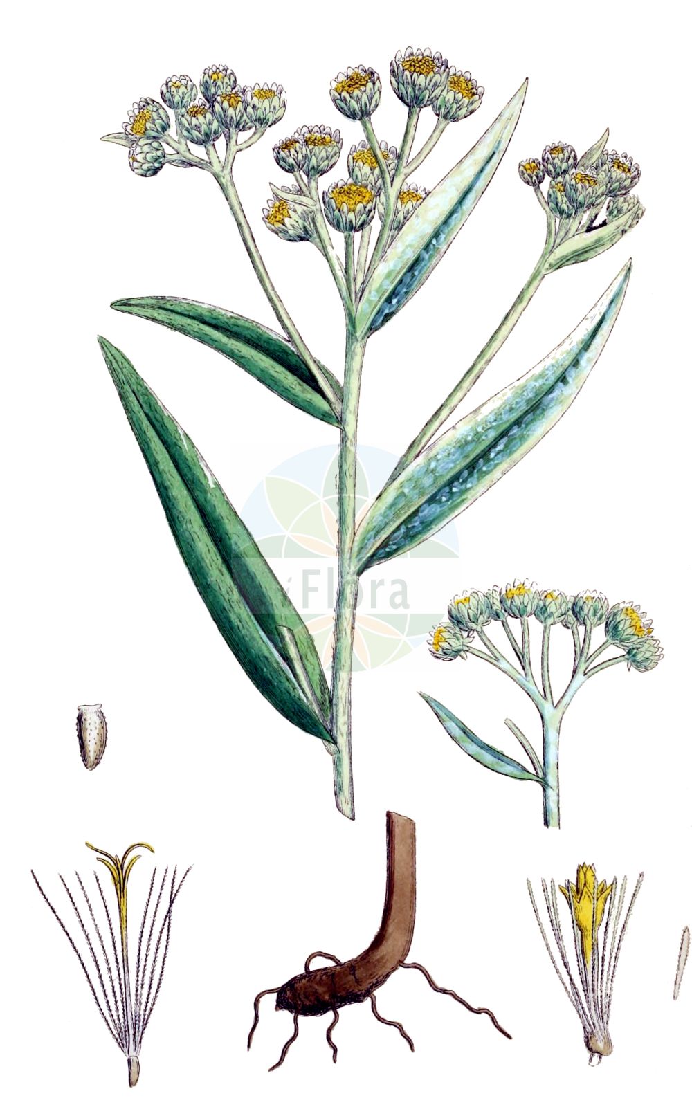 Historische Abbildung von Anaphalis margaritacea (Pearly Everlasting). Das Bild zeigt Blatt, Bluete, Frucht und Same. ---- Historical Drawing of Anaphalis margaritacea (Pearly Everlasting). The image is showing leaf, flower, fruit and seed.(Anaphalis margaritacea,Pearly Everlasting,Anaphalis margaritacea,Antennaria margaritacea,Gnaphalium margaritaceum,Anaphalis,Asteraceae,Korbblütengewächse,Daisy family,Blatt,Bluete,Frucht,Same,leaf,flower,fruit,seed,Sowerby (1790-1813))