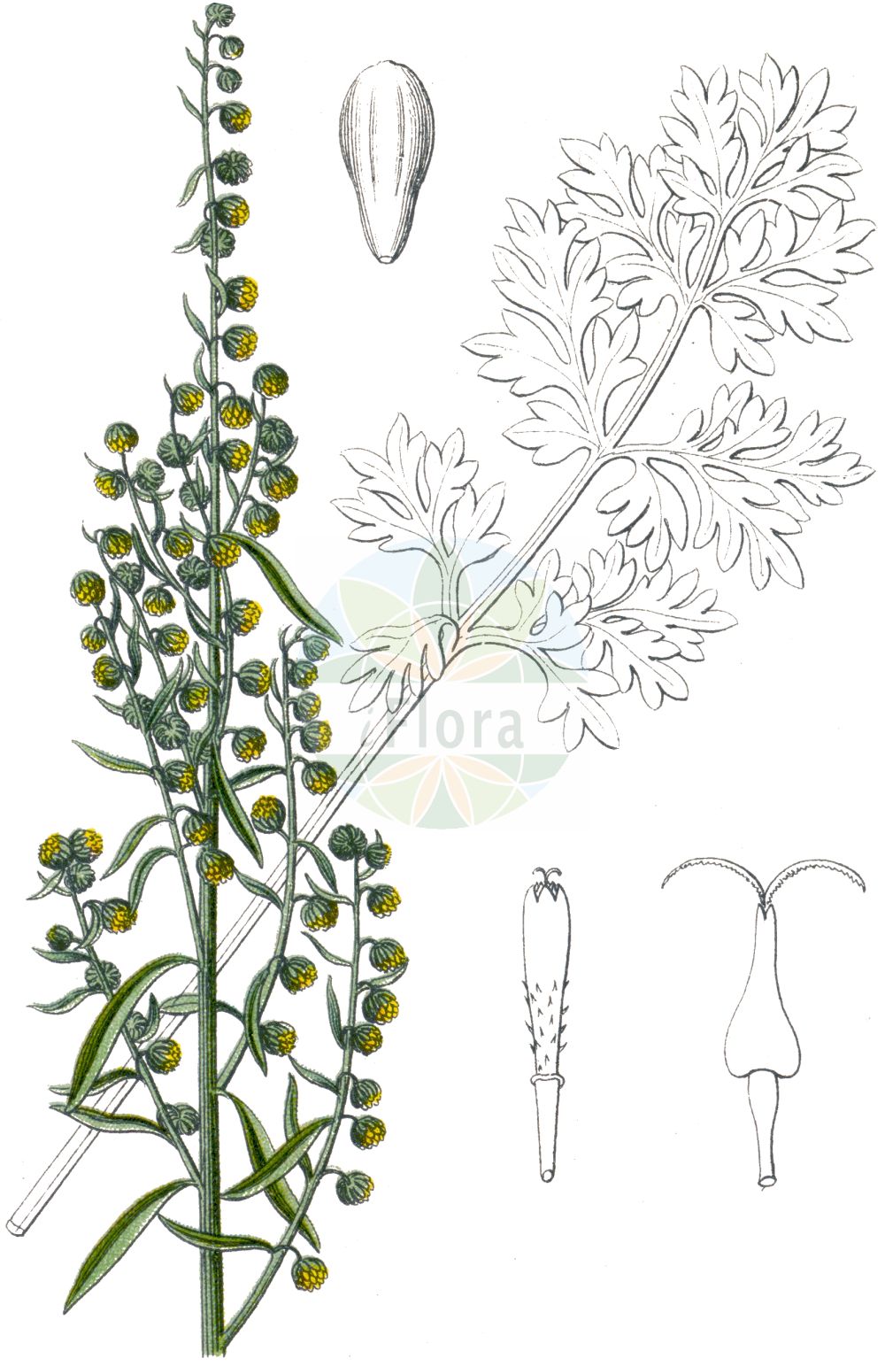 Historische Abbildung von Artemisia absinthium (Wermut - Wormwood). Das Bild zeigt Blatt, Bluete, Frucht und Same. ---- Historical Drawing of Artemisia absinthium (Wermut - Wormwood). The image is showing leaf, flower, fruit and seed.(Artemisia absinthium,Wermut,Wormwood,Artemisia absinthium,Artemisia baldaccii,Wermut,Absinth,Echter Wermut,Wormwood,Absinthium,Absinth Wormwood,Artemisia,Beifuß,Mugwort,Asteraceae,Korbblütengewächse,Daisy family,Blatt,Bluete,Frucht,Same,leaf,flower,fruit,seed,Sturm (1796f))