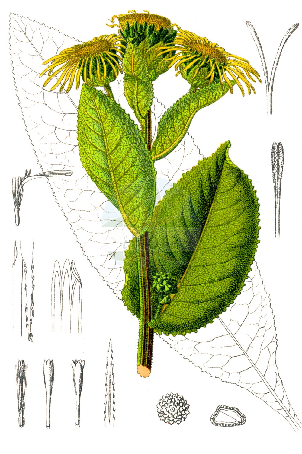 Historische Abbildung von Inula helenium (Echter Alant - Elecampane). Das Bild zeigt Blatt, Bluete, Frucht und Same. ---- Historical Drawing of Inula helenium (Echter Alant - Elecampane). The image is showing leaf, flower, fruit and seed.(Inula helenium,Echter Alant,Elecampane,Inula helenium,Echter Alant,Elecampane,Elecampane Inula,Elf-dock,Horse-heal,Scabwort,Inula,Alant,Yellowhead,Asteraceae,Korbblütengewächse,Daisy family,Blatt,Bluete,Frucht,Same,leaf,flower,fruit,seed,Sturm (1796f))