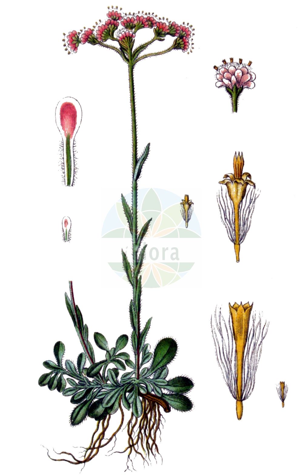 Historische Abbildung von Antennaria dioica (Gewöhnliches Katzenpfötchen - Mountain Everlasting). Das Bild zeigt Blatt, Bluete, Frucht und Same. ---- Historical Drawing of Antennaria dioica (Gewöhnliches Katzenpfötchen - Mountain Everlasting). The image is showing leaf, flower, fruit and seed.(Antennaria dioica,Gewöhnliches Katzenpfötchen,Mountain Everlasting,Antennaria dioica,Antennaria hibernica,Antennaria hyperborea,Gnaphalium dioicum,Gewoehnliches Katzenpfoetchen,Mountain Everlasting,Catsfoot,Flat-top Pussytoes,Stoloniferous Pussytoes,Common Pussytoes,Antennaria,Katzenpfötchen,Pussytoes,Asteraceae,Korbblütengewächse,Daisy family,Blatt,Bluete,Frucht,Same,leaf,flower,fruit,seed,Sturm (1796f))