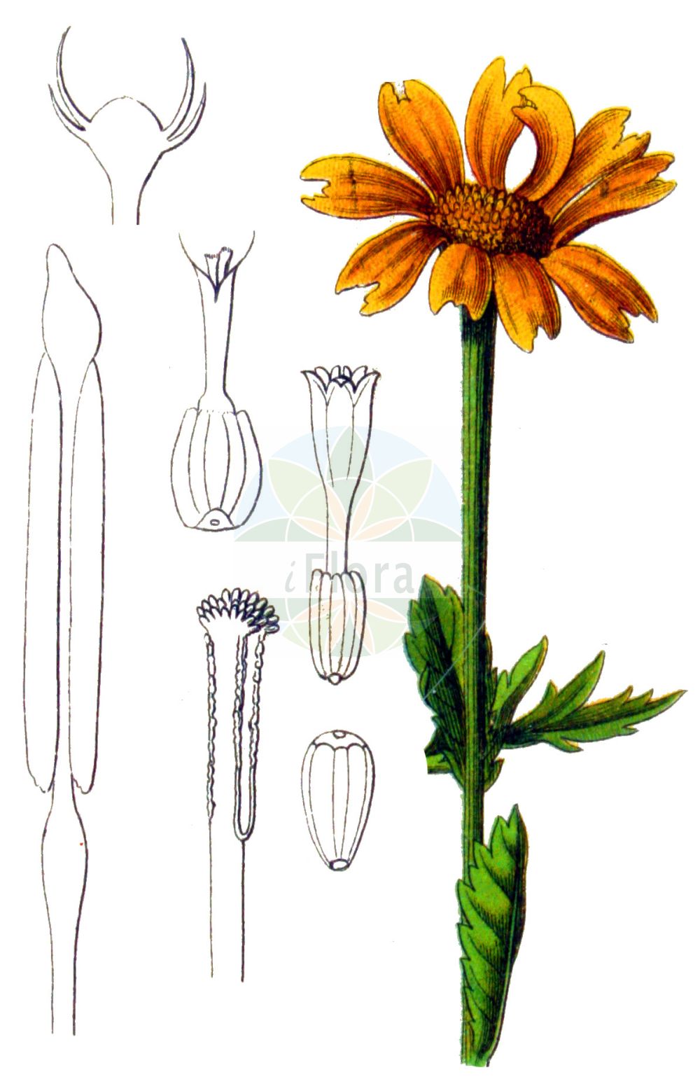 Historische Abbildung von Glebionis segetum (Saat-Wucherblume - Corn Marigold). Das Bild zeigt Blatt, Bluete, Frucht und Same. ---- Historical Drawing of Glebionis segetum (Saat-Wucherblume - Corn Marigold). The image is showing leaf, flower, fruit and seed.(Glebionis segetum,Saat-Wucherblume,Corn Marigold,Chrysanthemum holophyllum,Chrysanthemum segetum,Chrysanthemum umbrosum,Glebionis segetum,Pyrethrum umbrosum,Xanthophthalmum segetum,Saat-Wucherblume,Corn Marigold,Corndaisy,Yellow Ox-eye Marigold,Glebionis,Wucherblume,Asteraceae,Korbblütengewächse,Daisy family,Blatt,Bluete,Frucht,Same,leaf,flower,fruit,seed,Sturm (1796f))
