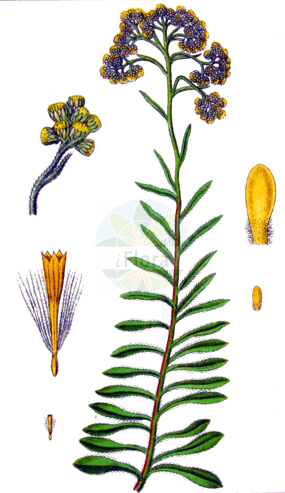 Historische Abbildung von Helichrysum arenarium (Sand-Strohblume - Strawflower). Das Bild zeigt Blatt, Bluete, Frucht und Same. ---- Historical Drawing of Helichrysum arenarium (Sand-Strohblume - Strawflower). The image is showing leaf, flower, fruit and seed.(Helichrysum arenarium,Sand-Strohblume,Strawflower,Gnaphalium arenarium,Helichrysum arenarium,Sand-Strohblume,Strawflower,Helichrysum,Strohblume,Strawflower,Asteraceae,Korbblütengewächse,Daisy family,Blatt,Bluete,Frucht,Same,leaf,flower,fruit,seed,Sturm (1796f))