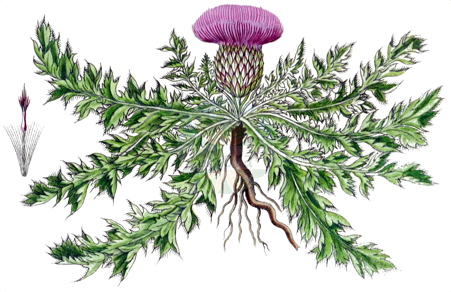 Historische Abbildung von Cirsium acaulon (Stängellose Kratzdistel - Dwarf Thistle). Das Bild zeigt Blatt, Bluete, Frucht und Same. ---- Historical Drawing of Cirsium acaulon (Stängellose Kratzdistel - Dwarf Thistle). The image is showing leaf, flower, fruit and seed.(Cirsium acaulon,Stängellose Kratzdistel,Dwarf Thistle,Carduus acaulos,Cirsium acaulon,Cnicus acaulos,Cnicus dubius,Staengellose Kratzdistel,Stengellose Kratzdistel,Dwarf Thistle,Pod Thistle,Stemless Thistle,Cirsium,Kratzdistel,Thistle,Asteraceae,Korbblütengewächse,Daisy family,Blatt,Bluete,Frucht,Same,leaf,flower,fruit,seed,Sturm (1796f))