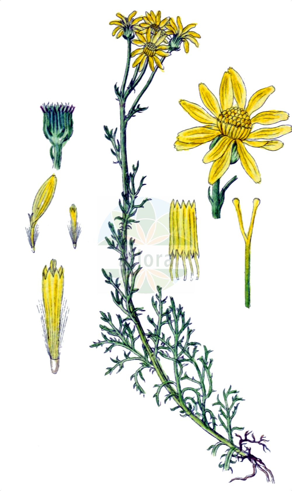 Historische Abbildung von Jacobaea abrotanifolia (Eberrauten-Greiskraut - Pinnate-leaved Ragwort). Das Bild zeigt Blatt, Bluete, Frucht und Same. ---- Historical Drawing of Jacobaea abrotanifolia (Eberrauten-Greiskraut - Pinnate-leaved Ragwort). The image is showing leaf, flower, fruit and seed.(Jacobaea abrotanifolia,Eberrauten-Greiskraut,Pinnate-leaved Ragwort,Jacobaea abrotanifolia,Senecio abrotanifolius,Eberrauten-Greiskraut,Pinnate-leaved Ragwort,Jacobaea,Asteraceae,Korbblütengewächse,Daisy family,Blatt,Bluete,Frucht,Same,leaf,flower,fruit,seed,Sturm (1796f))